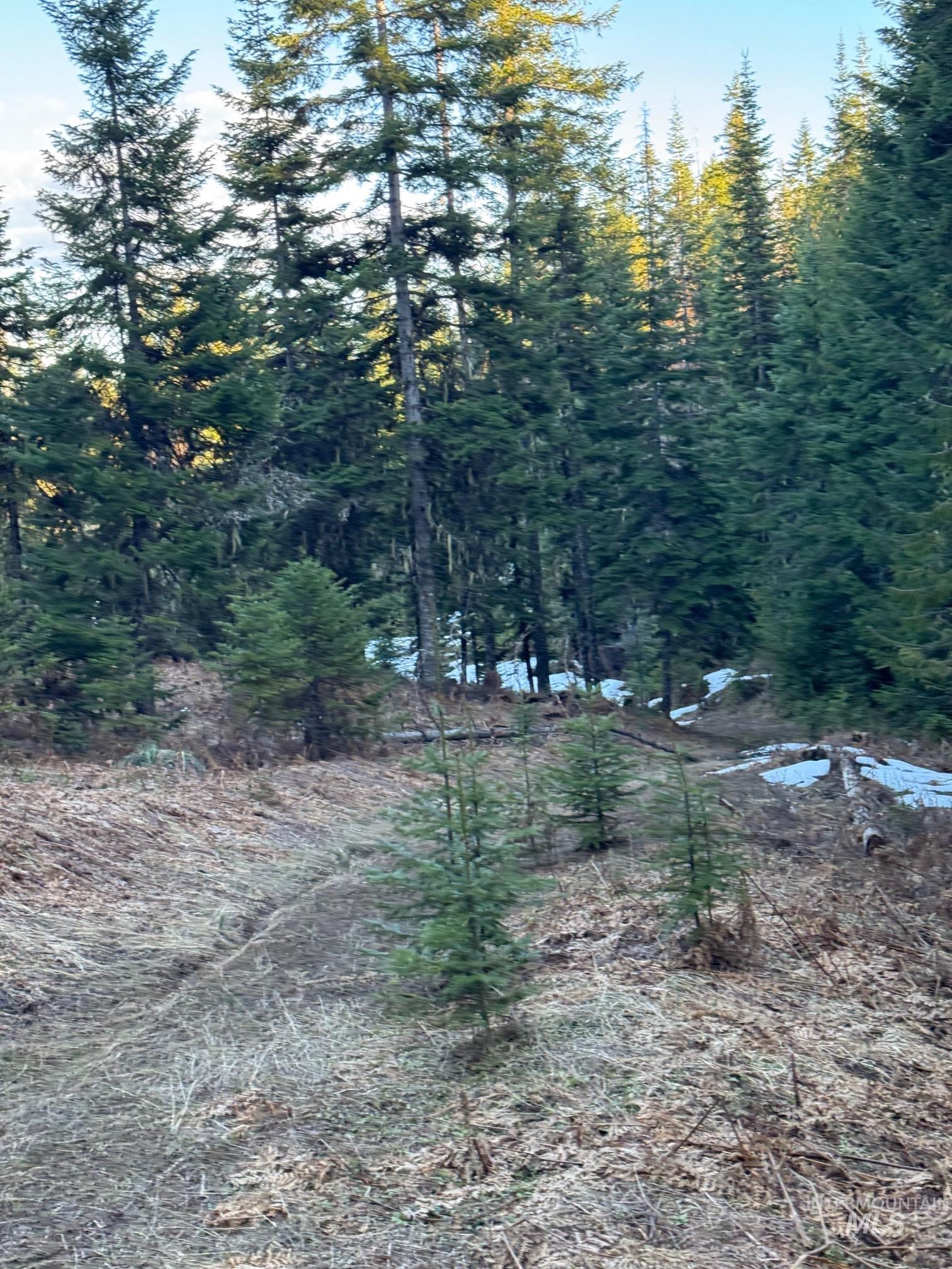 11 Weippe Id 83553 Weippe, ID 83553 - Photo 11 of 23 View of wooded area