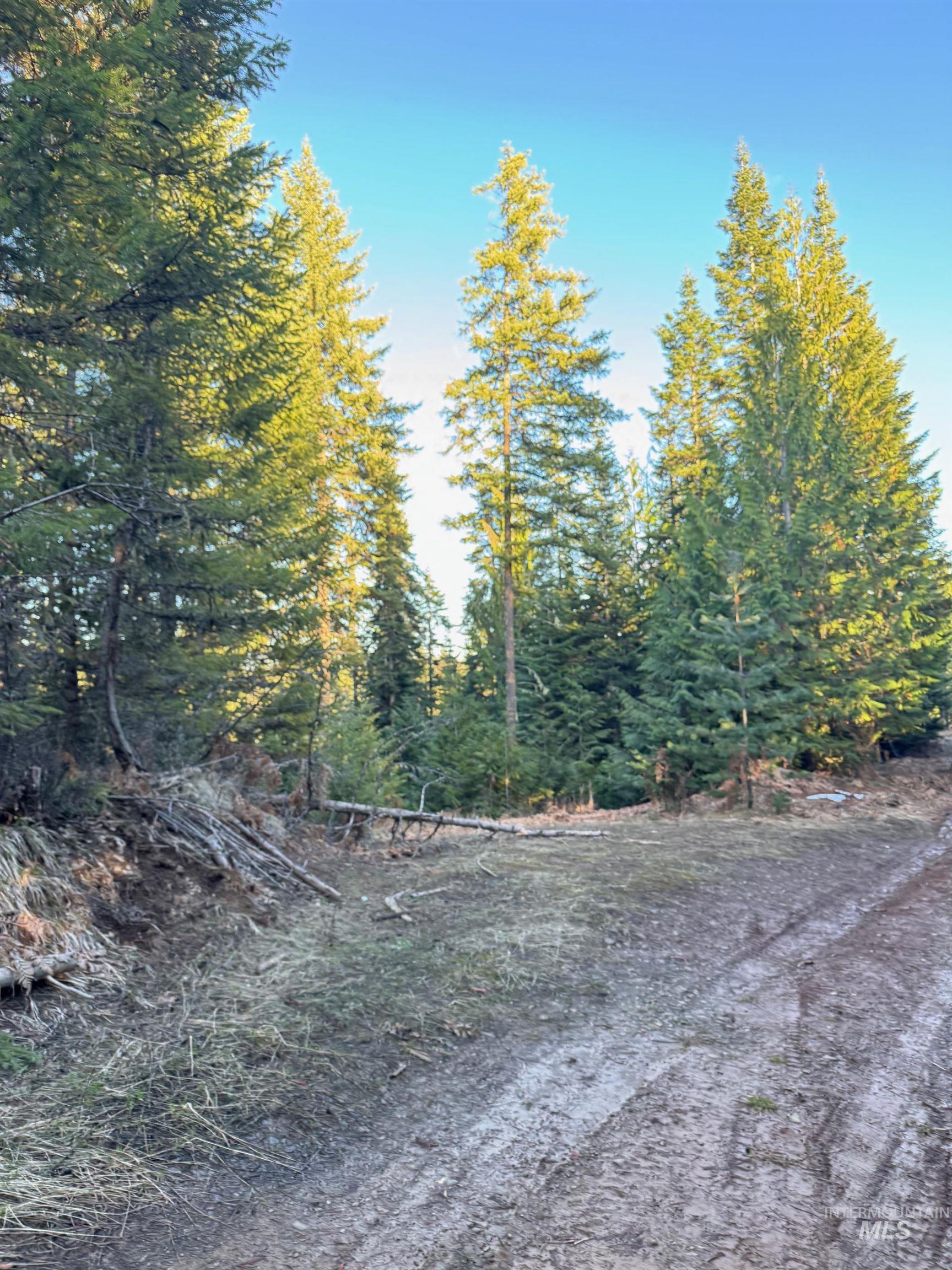 11 Weippe Id 83553 Weippe, ID 83553 - Photo 12 of 23 View of woods