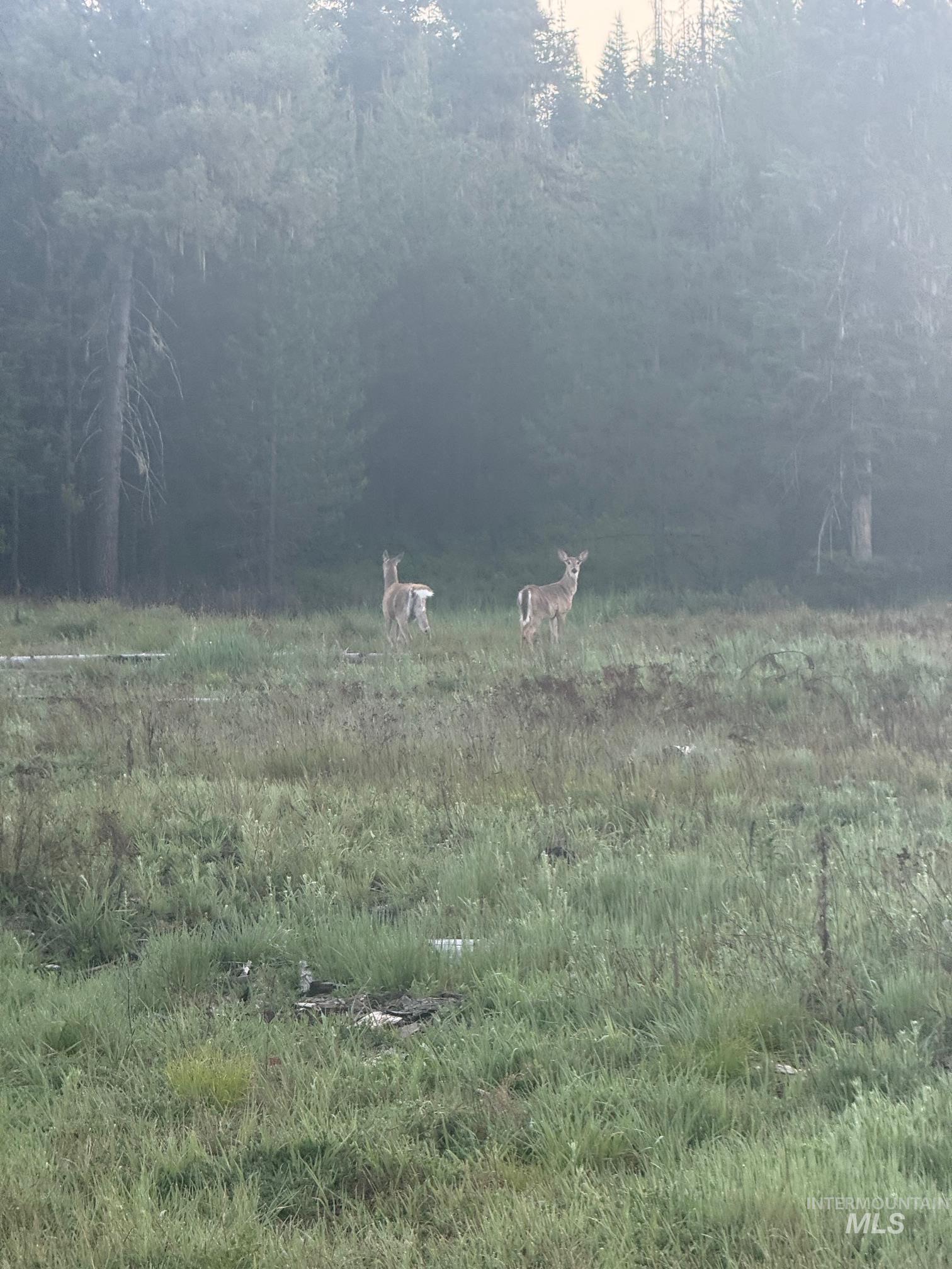 11 Weippe Id 83553 Weippe, ID 83553 - Photo 13 of 23 View of yard featuring a wooded view and a view of rural / pastoral area
