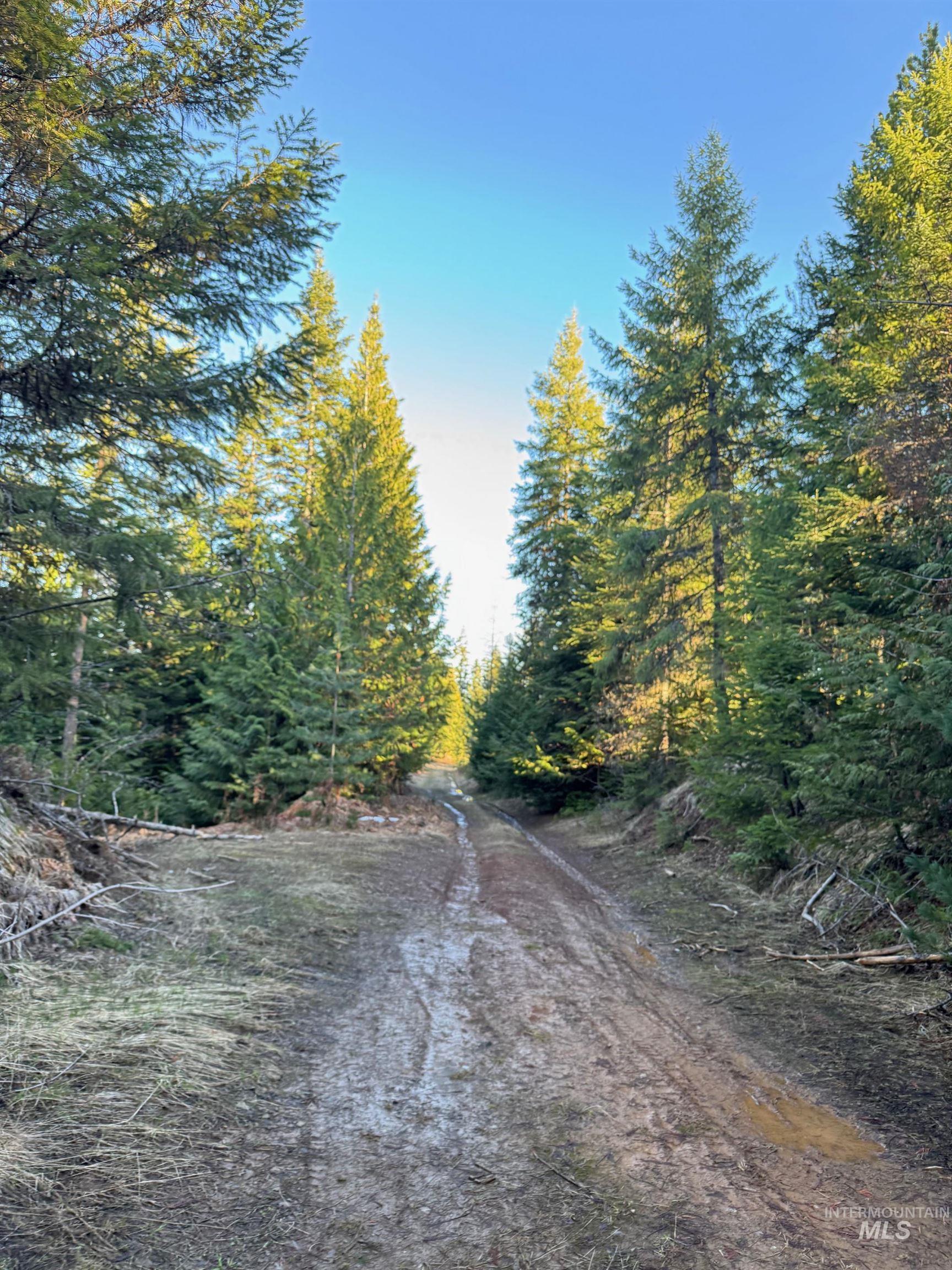 11 Weippe Id 83553 Weippe, ID 83553 - Photo 14 of 23 View of wooded area