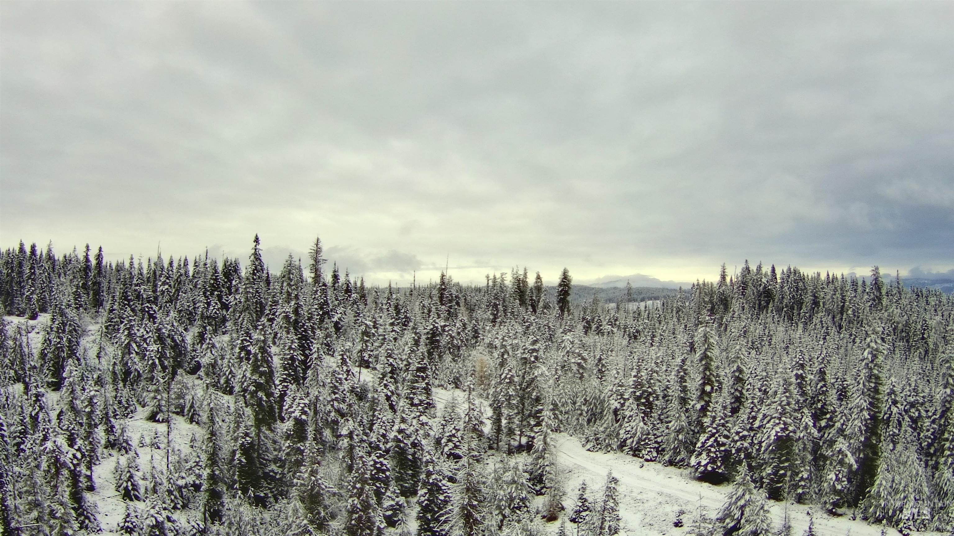11 Weippe Id 83553 Weippe, ID 83553 - Photo 19 of 23 View of woods