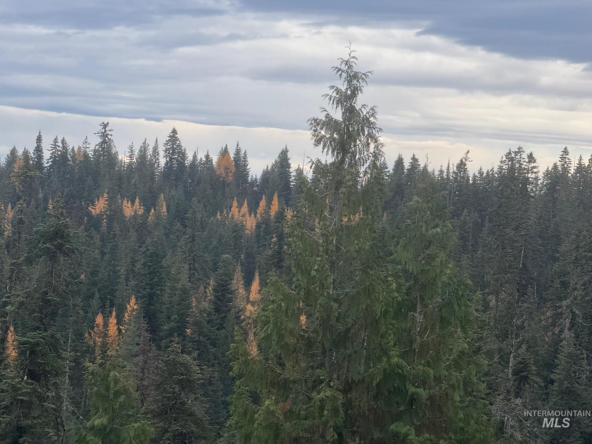 11 Weippe Id 83553 Weippe, ID 83553 - Photo 8 of 23 View of woods