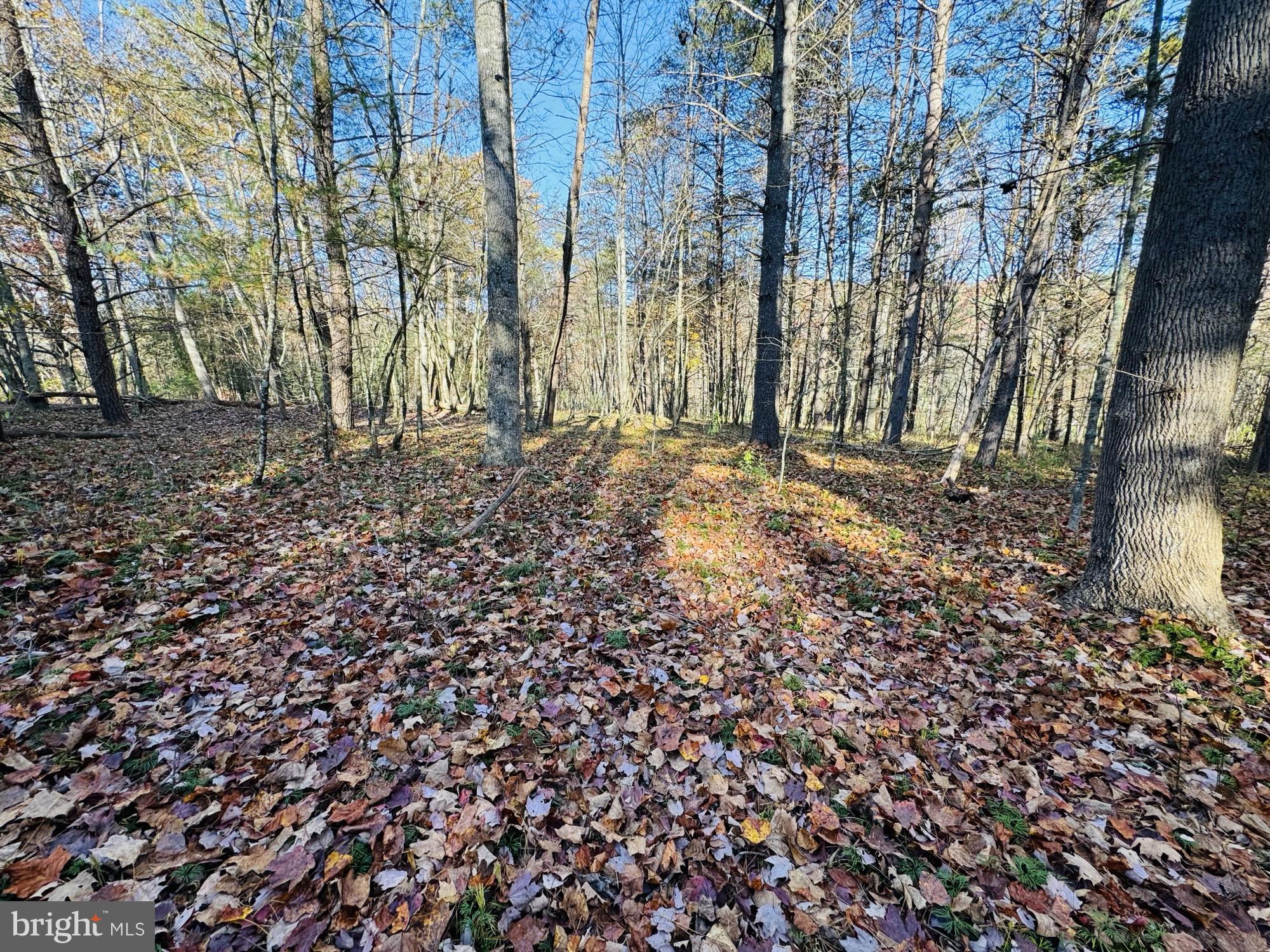 Beaver Road Mount Jackson, VA 22842 - Photo 3 of 14