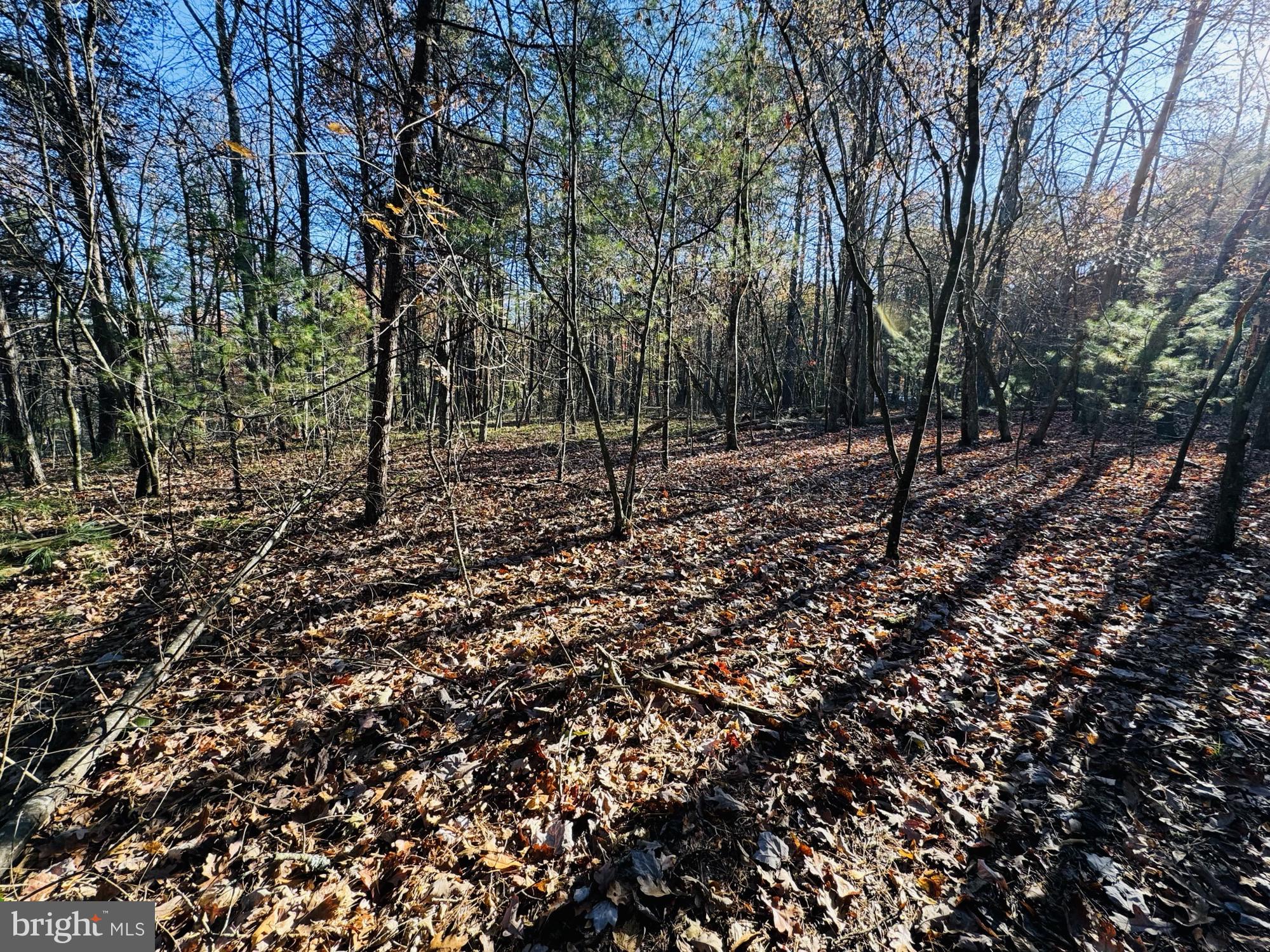 Beaver Road Mount Jackson, VA 22842 - Photo 5 of 14