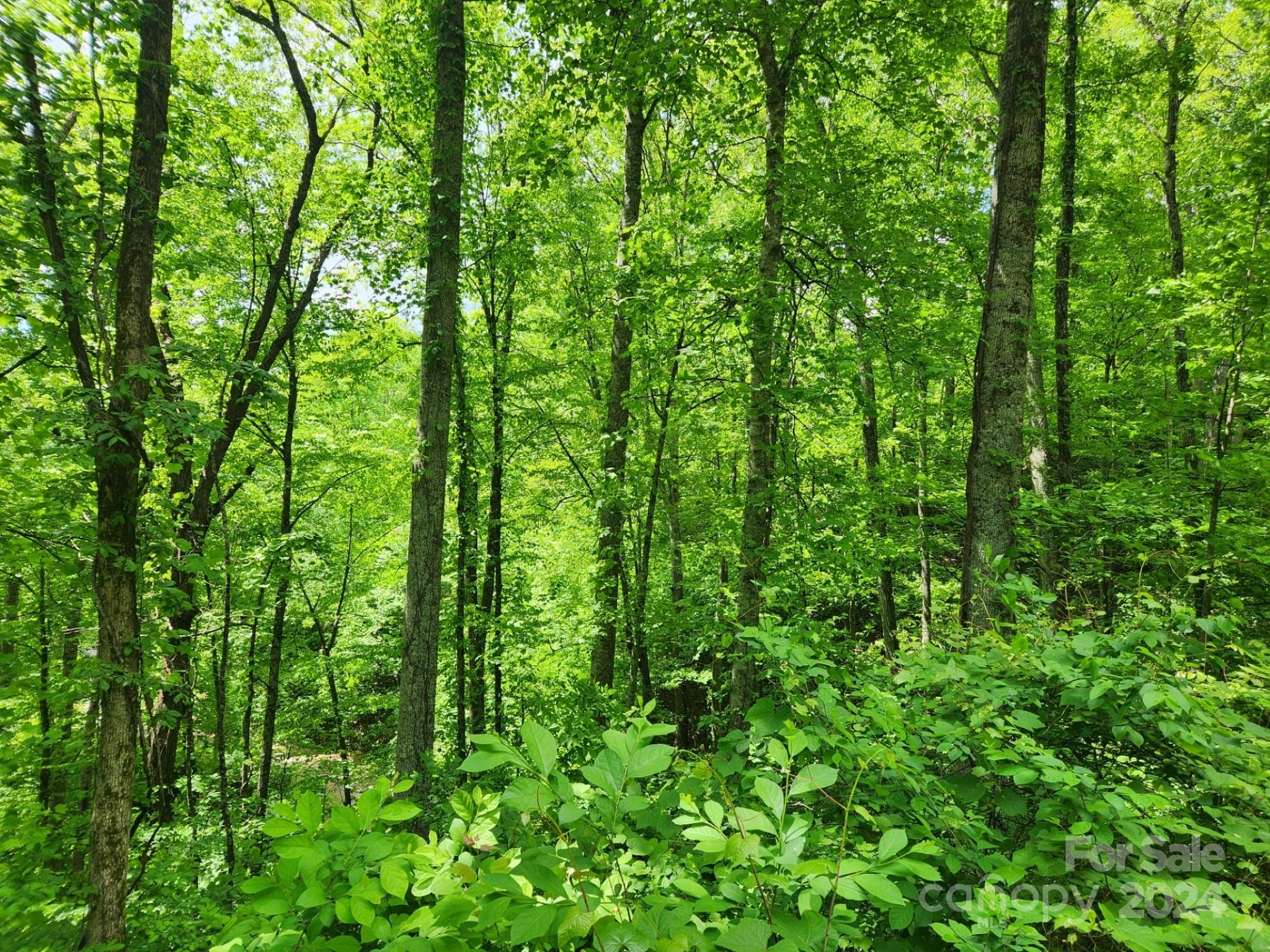0 Chandra Lane, Unit 402 Leicester, NC 28748 - Photo 3 of 7 a view of a lush green forest