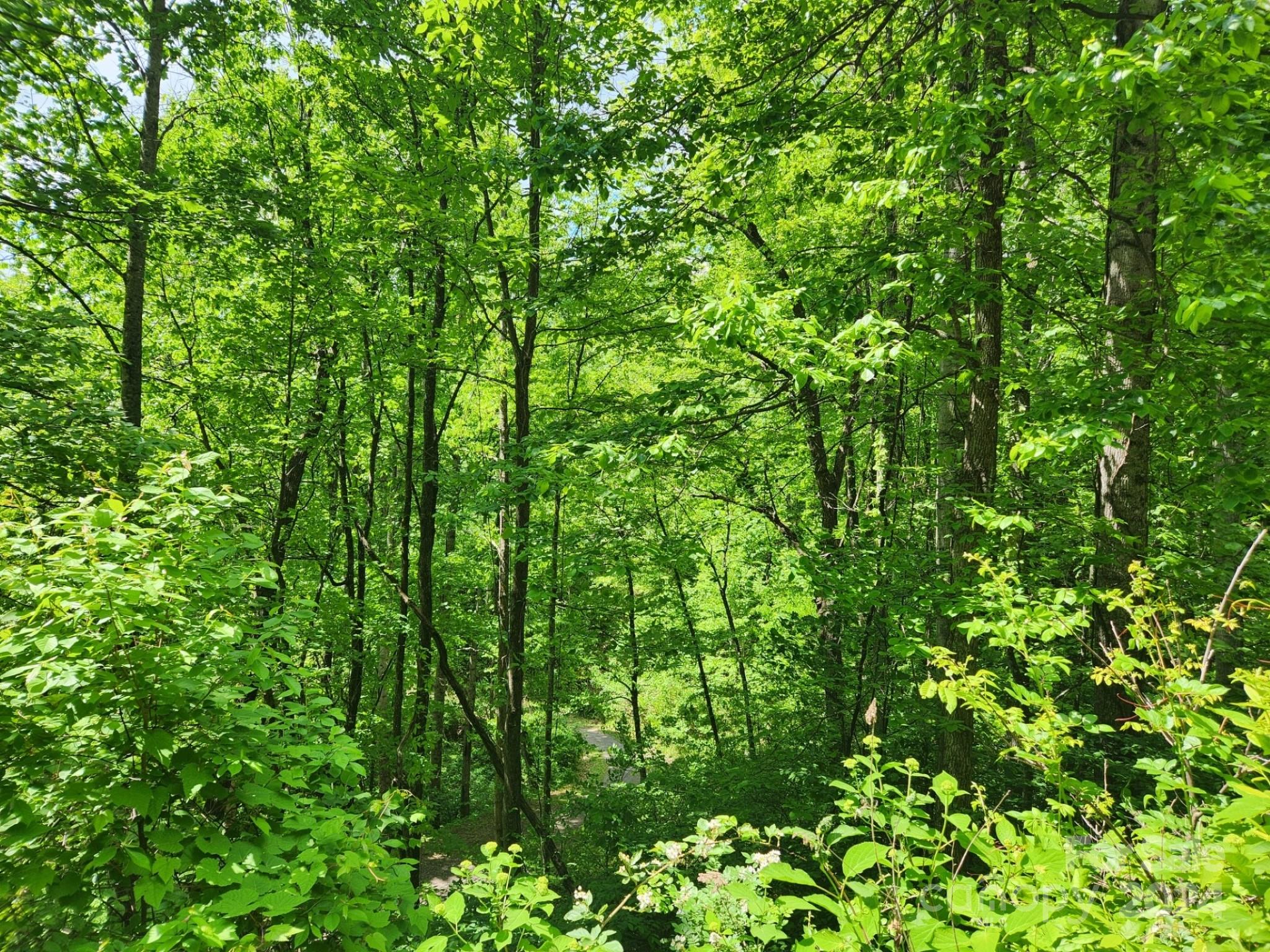 0 Chandra Lane, Unit 402 Leicester, NC 28748 - Photo 5 of 7 a view of a lush green forest