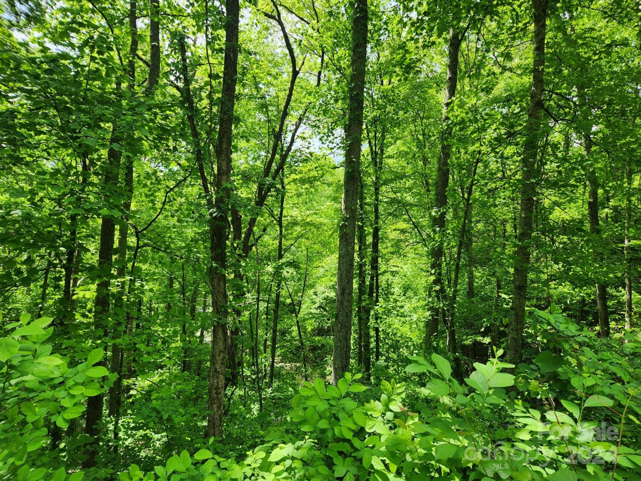 0 Chandra Lane, Unit 402 Leicester, NC 28748 - Photo 7 of 7 a view of a lush green forest