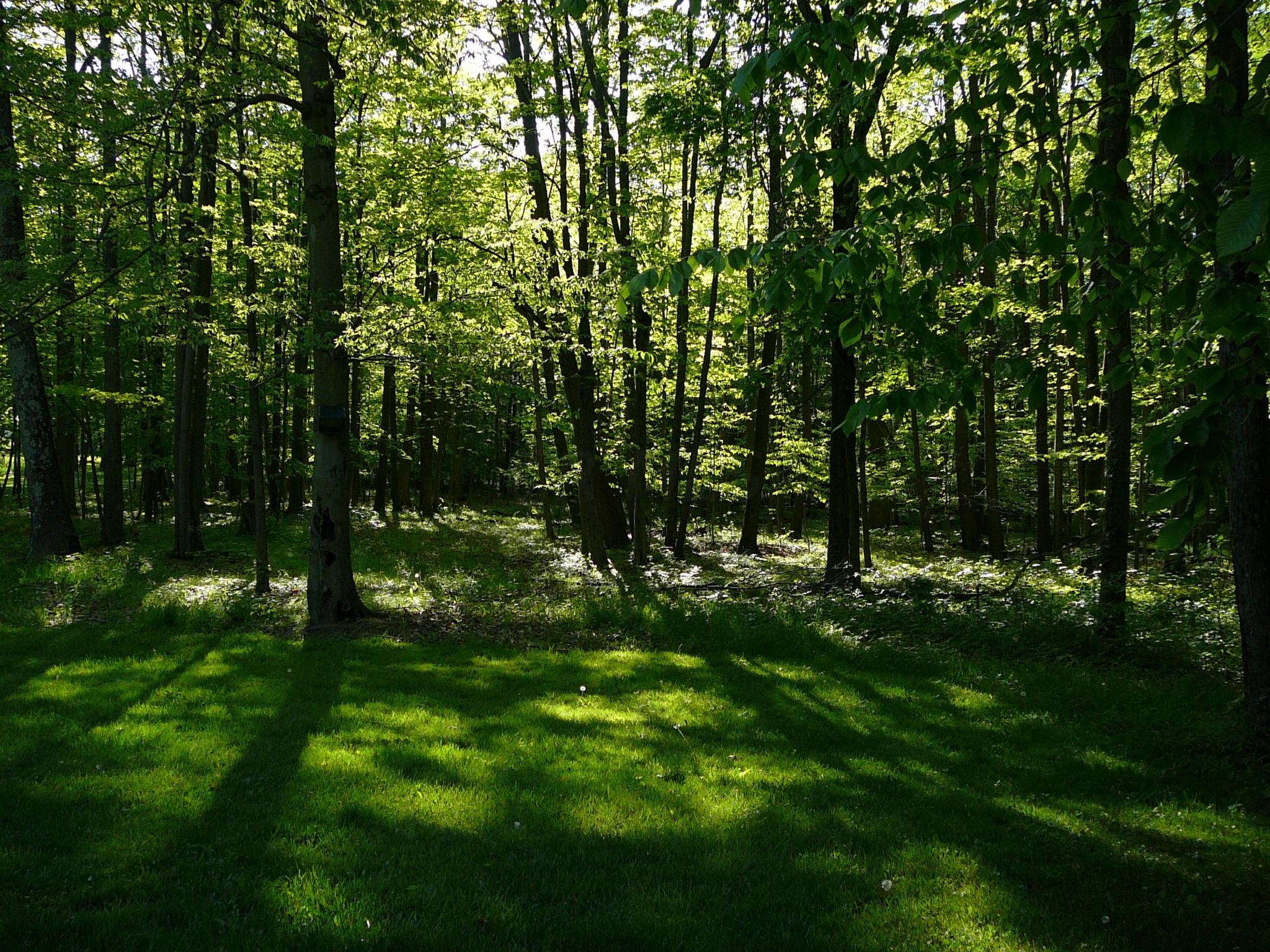 6725 Lane Road Centerburg, OH 43011 - Photo 84 of 107 Gallery Image 84