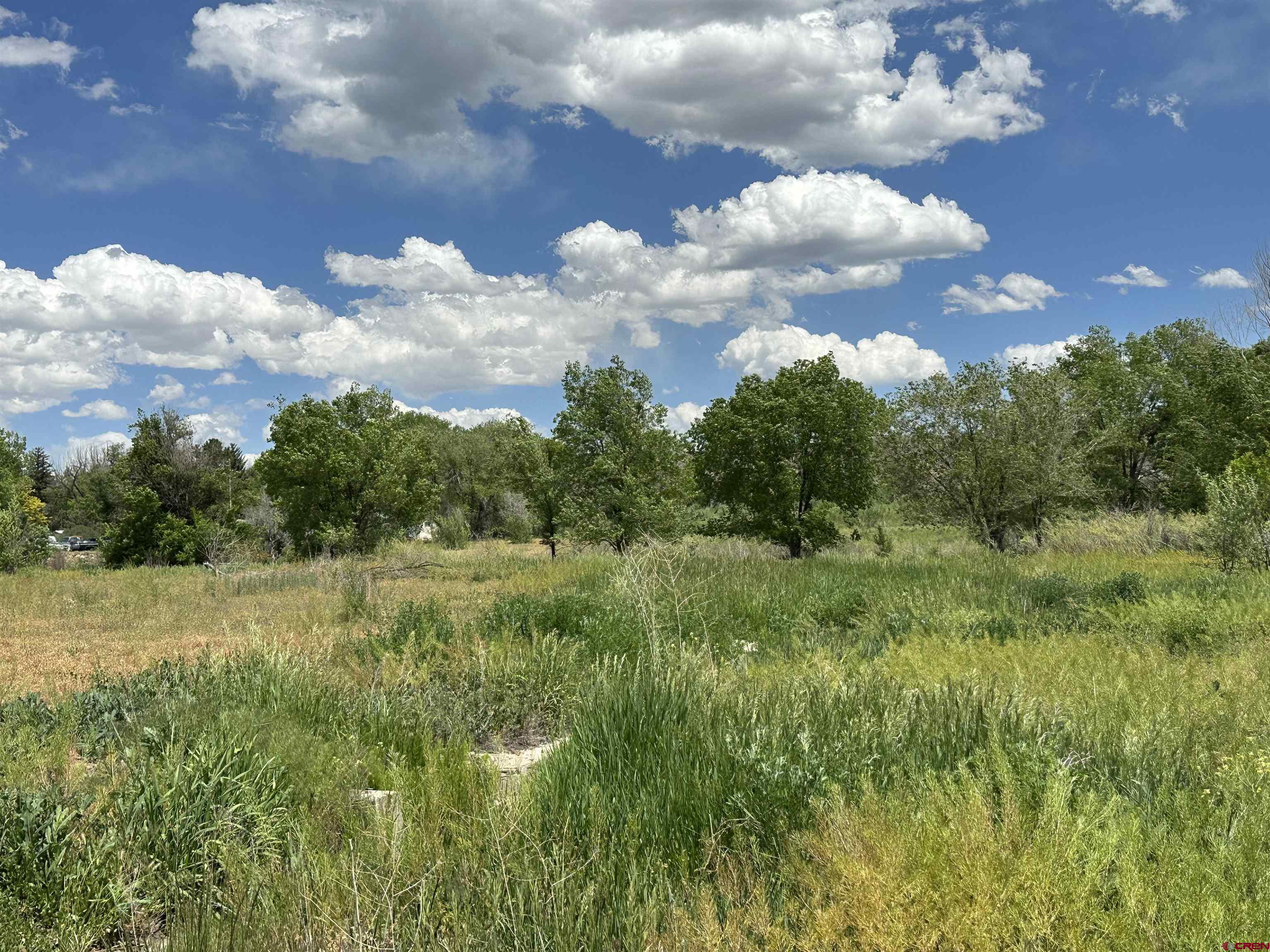 12840 Highway 65 Eckert, CO 81418 - Photo 29 of 34 a view of a big yard with plants and large trees