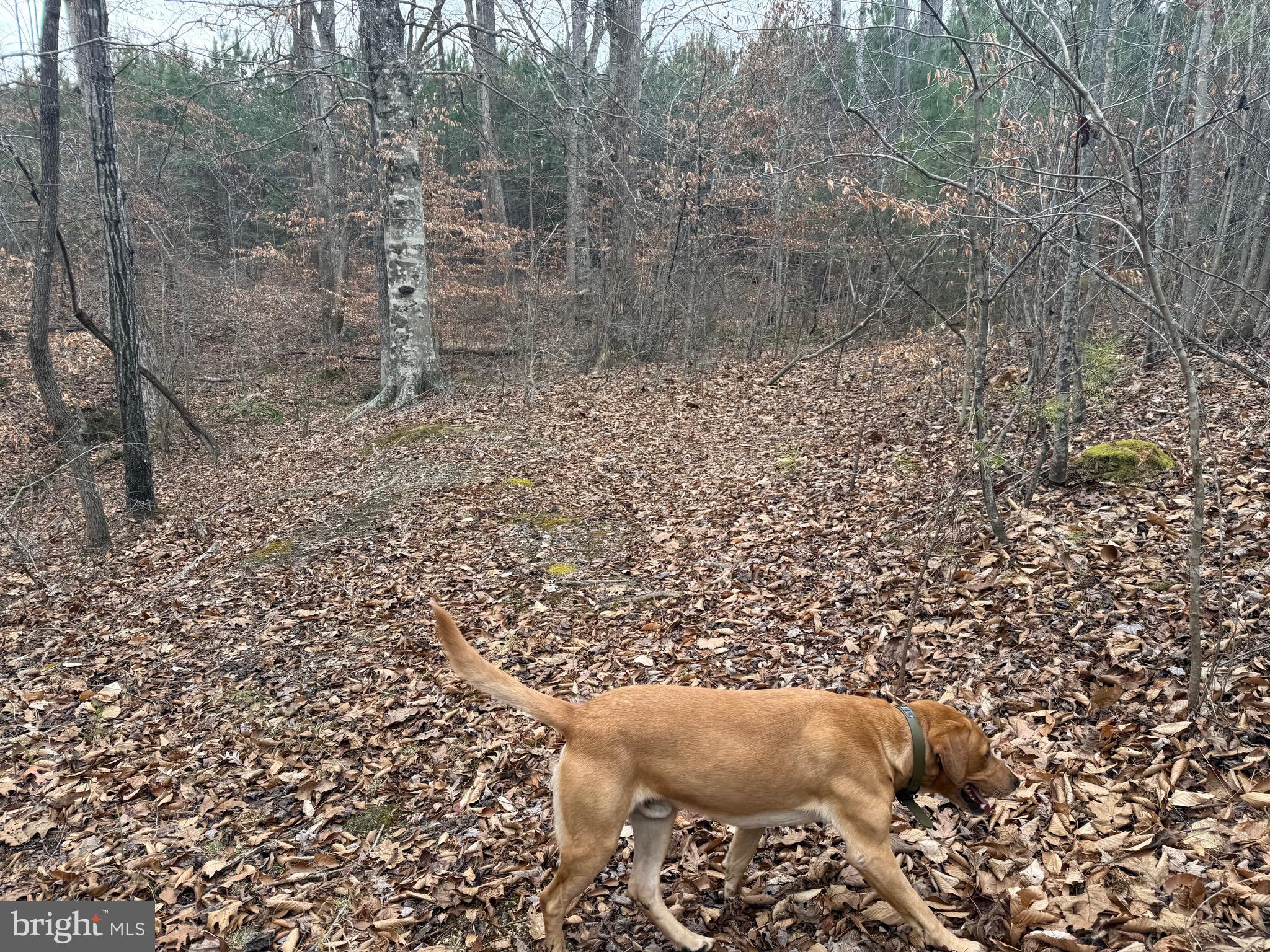 Lot 1 Hardware Road Arvonia, VA 23004 - Photo 11 of 20