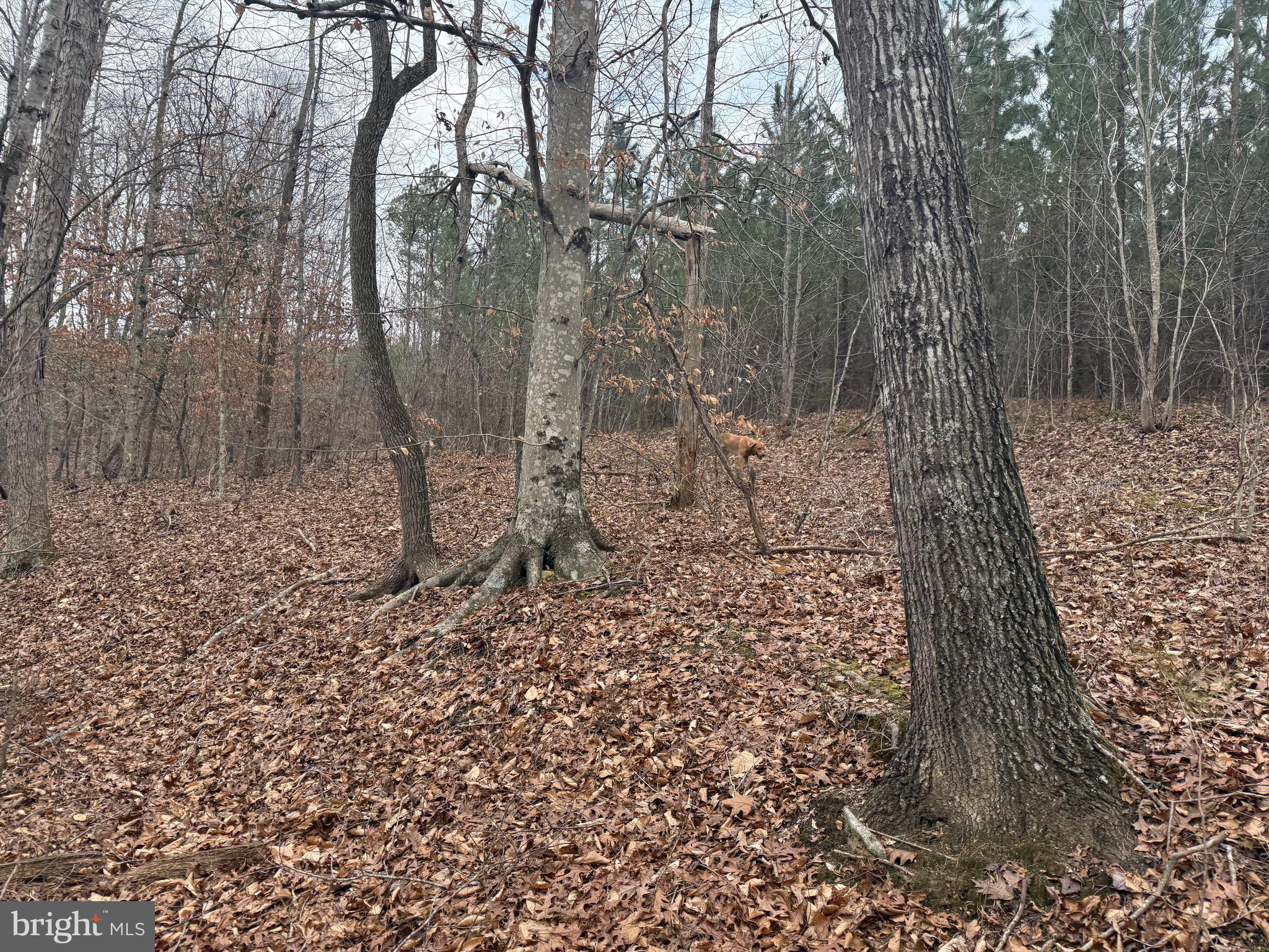 Lot 1 Hardware Road Arvonia, VA 23004 - Photo 15 of 20