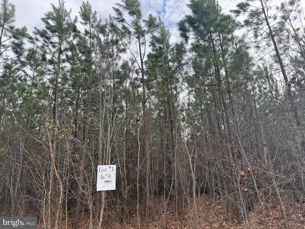 a view of a trees in a forest