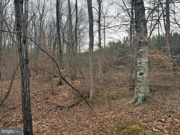 a view of a forest that has large trees