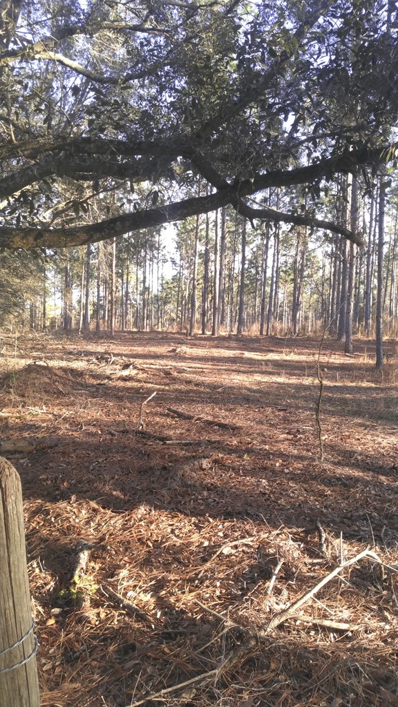 0 County Road 91 Slocomb, AL 36375 - Photo 2 of 5