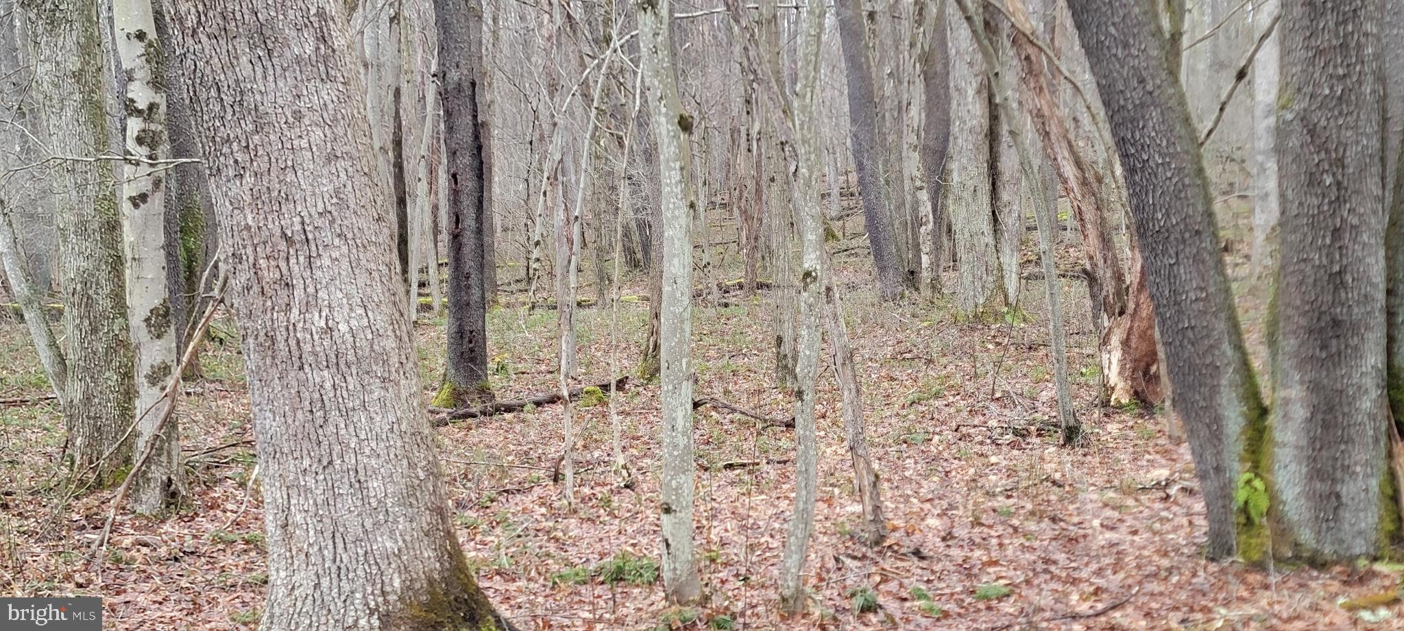 Camp Galilee Road Terra Alta, WV 26764 - Photo 25 of 40
