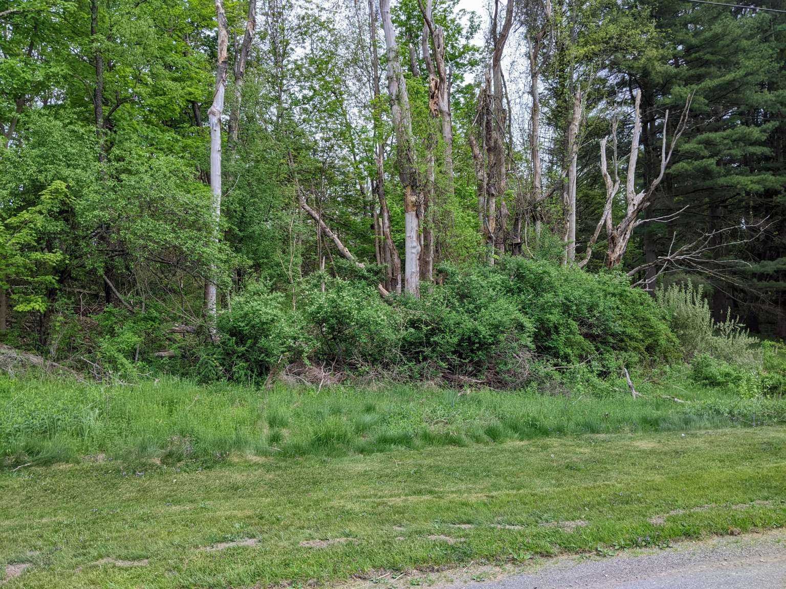 a view of a lush green forest