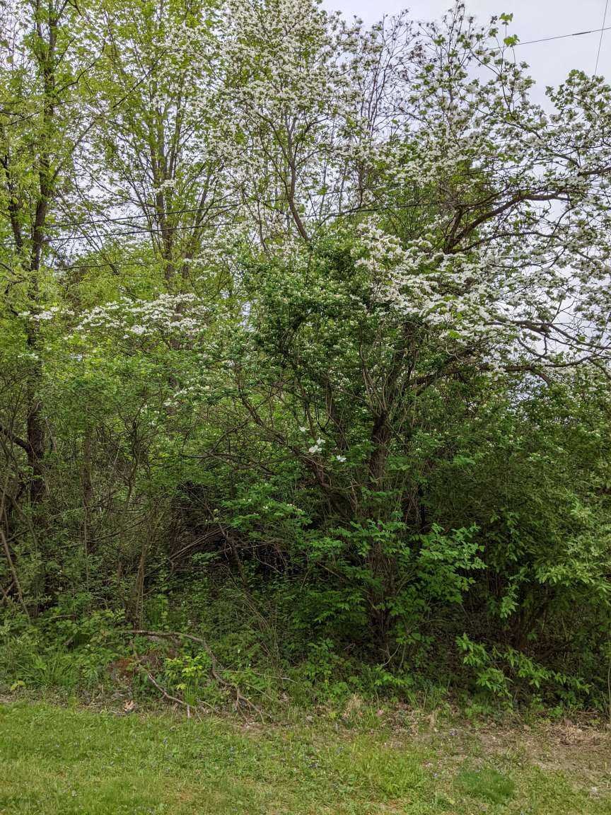 26 Read Road Red Hook, NY 12571 - Photo 2 of 3 a view of a forest