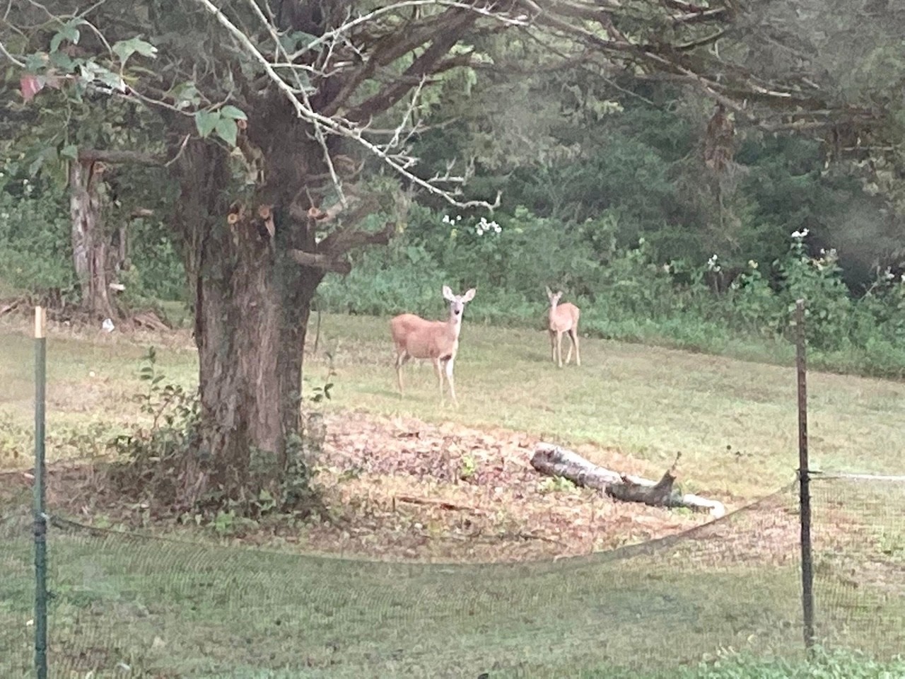 3203 Statesville Road Watertown, TN 37184 - Photo 48 of 56 a view of a outdoor space