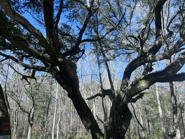 5753 Parkers Ferry Road Adams Run, SC 29426 - Photo 5 of 5 tempImageo1X5xh