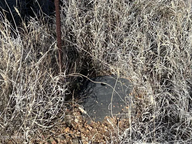 a view of a plant with a plant