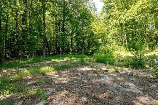 a view of a forest with trees in the background