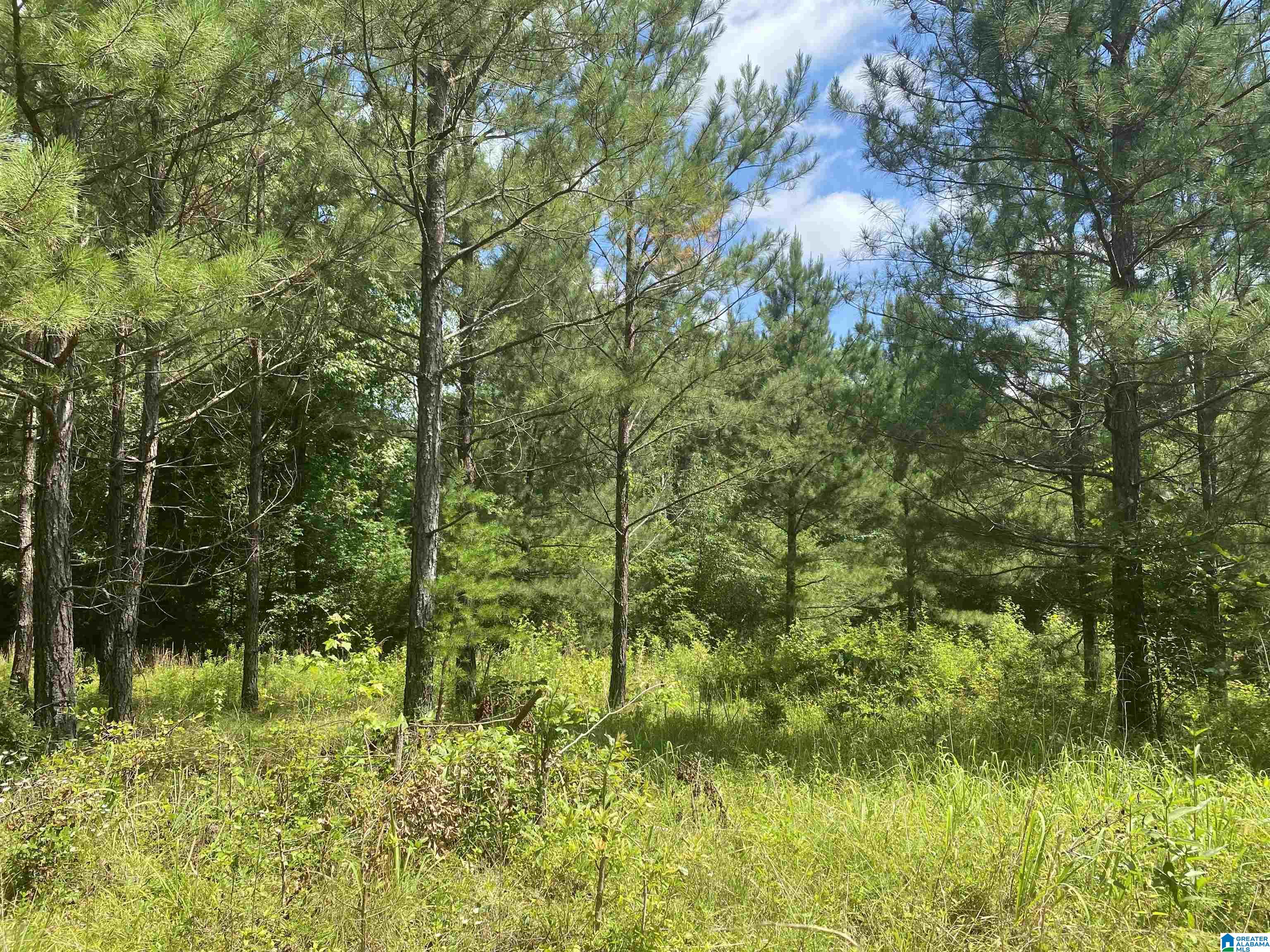 954 County Road 13, Unit 1 Cleveland, AL 35049 - Photo 19 of 19