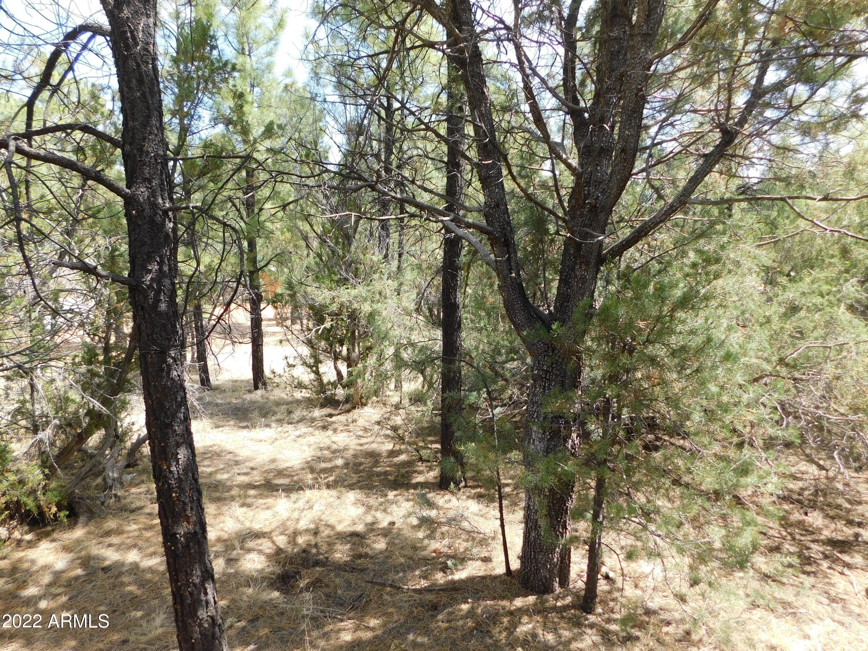 2881 Wahoo Road Overgaard, AZ 85933 - Photo 28 of 30 DSCN4625