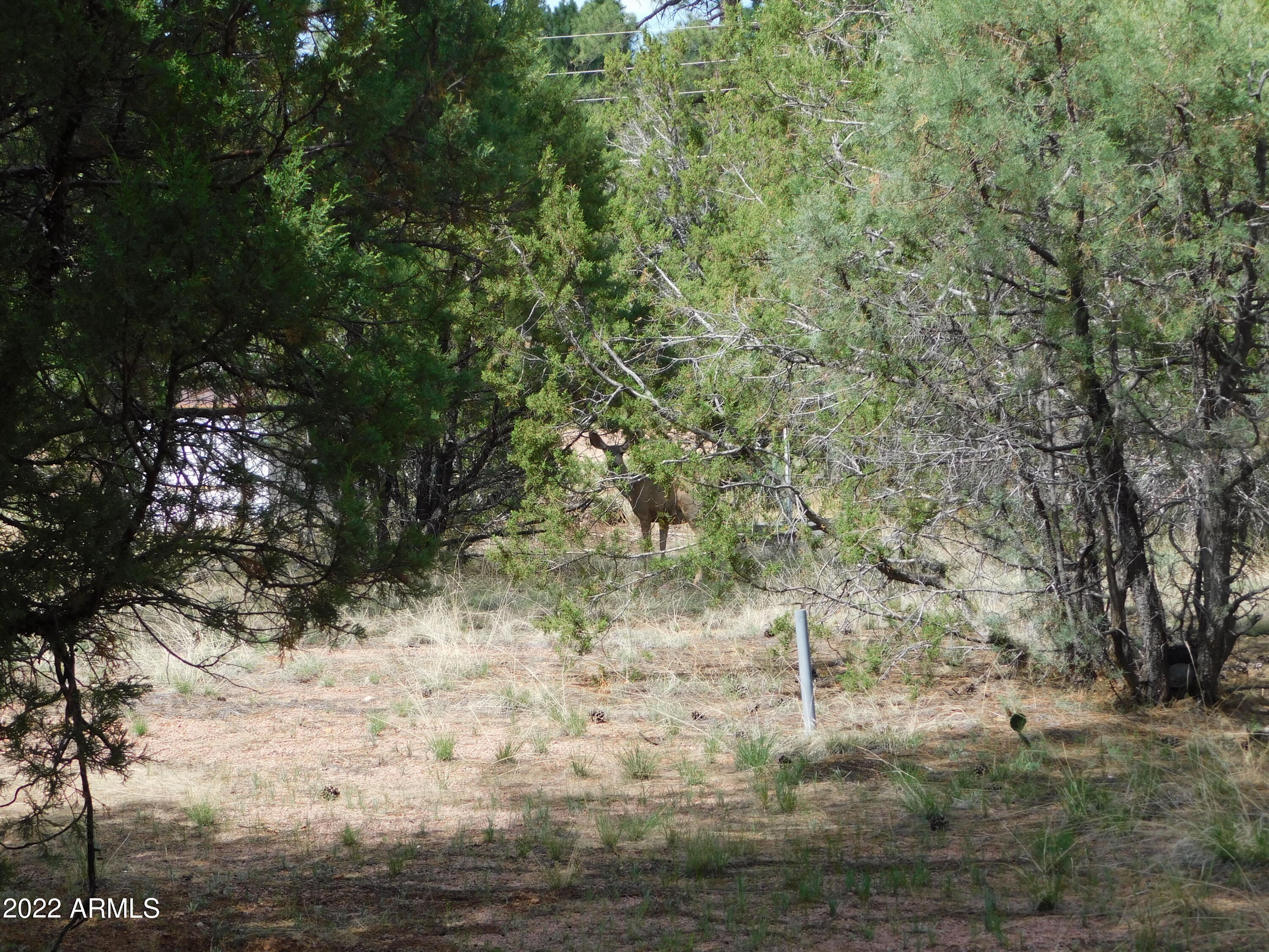 2881 Wahoo Road Overgaard, AZ 85933 - Photo 6 of 30 2016-01-01 00.00.00-77