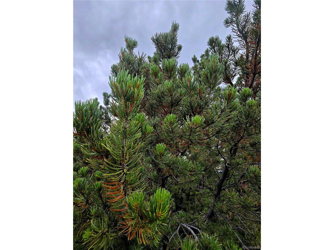97 River Ridge Trail Walsenburg, CO 81089 - Photo 11 of 20 a close up of a plant in a garden