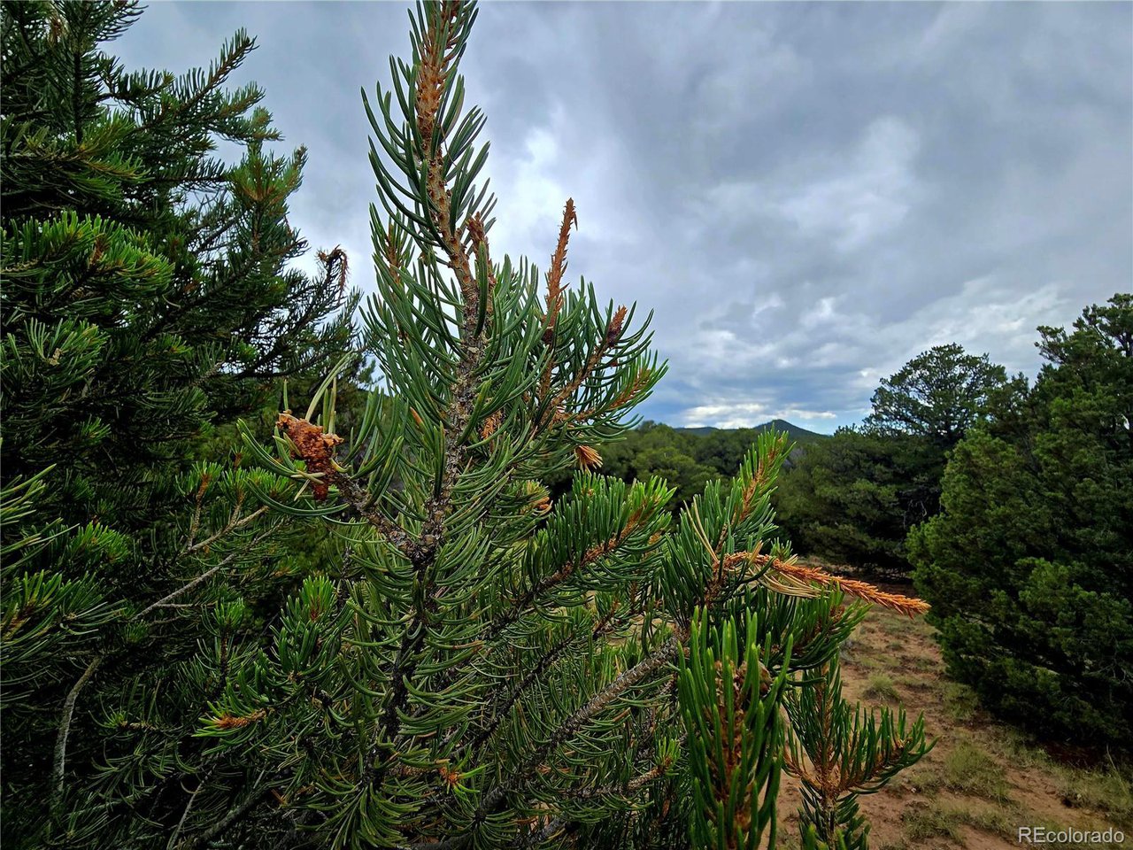 97 River Ridge Trail Walsenburg, CO 81089 - Photo 14 of 20 a view of a garden with a plant