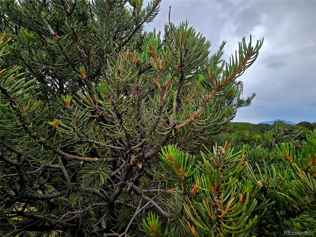 97 River Ridge Trail Walsenburg, CO 81089 - Photo 15 of 20 a plant that is in a garden