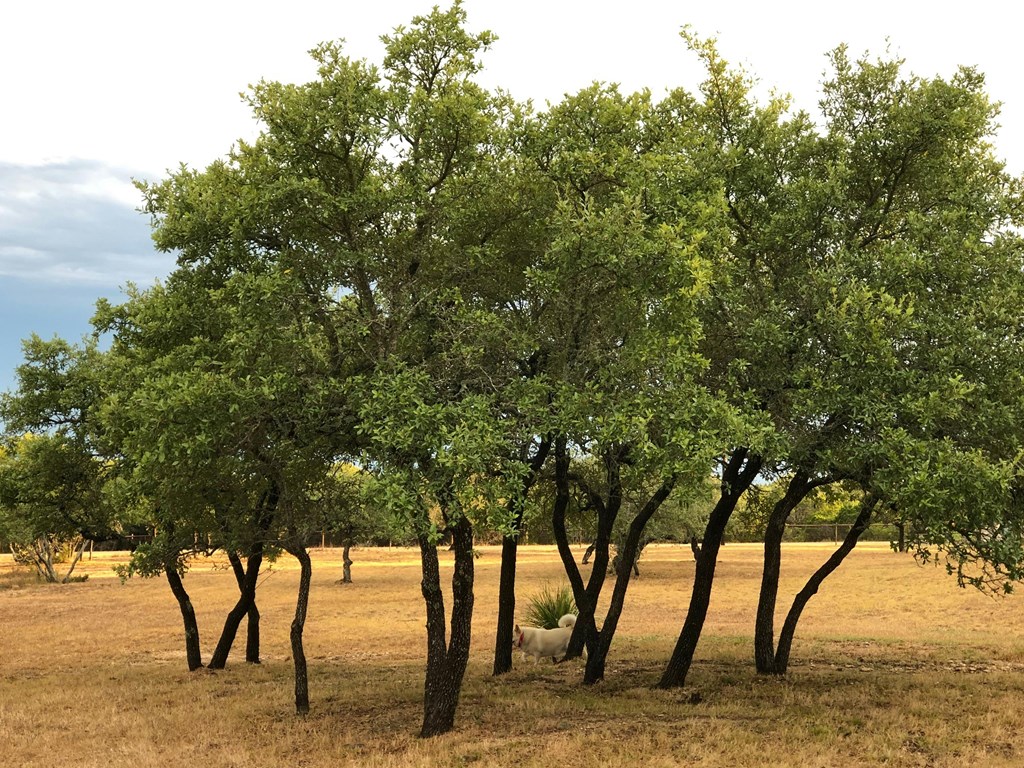 1215 Montell Road, Unit 187 Wimberley, TX 78676 - Photo 9 of 36