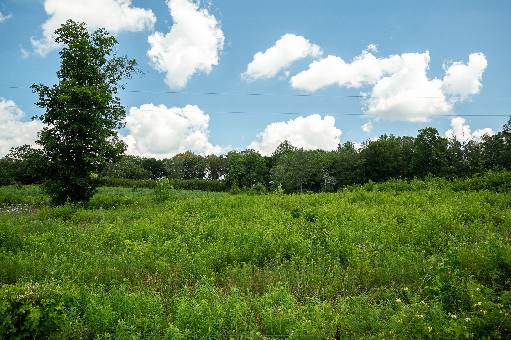 0 Sneed Road McMinnville, TN 37110 - Photo 3 of 16