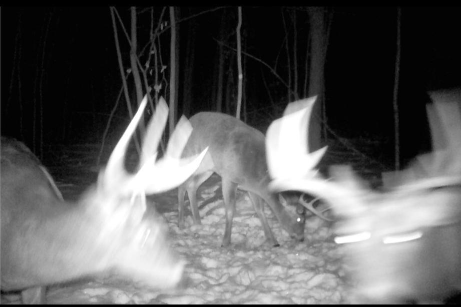 Tbd Bear Road Cushing, MN 56443 - Photo 16 of 42