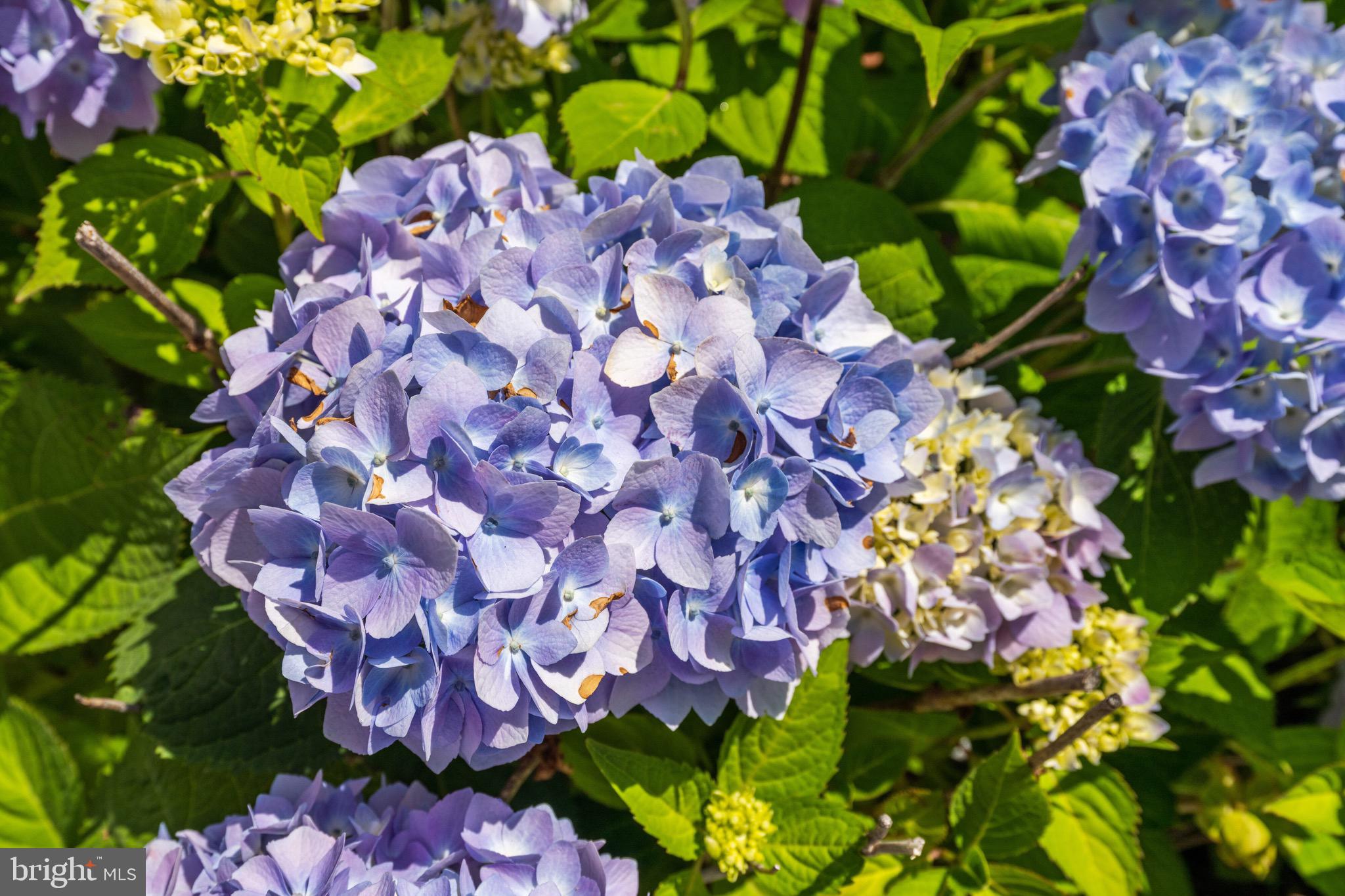 3863 Beecher Street Northwest Washington, DC 20007 - Photo 4 of 19 a view of a flower