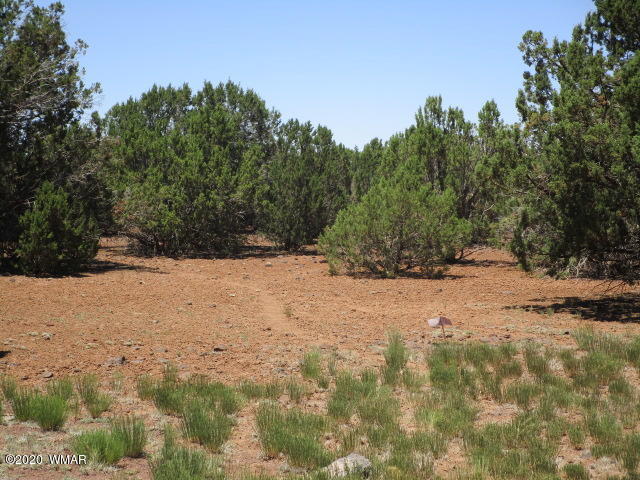 2228 Laguna Road Show Low, AZ 85901 - Photo 2 of 13 Gallery Image 2