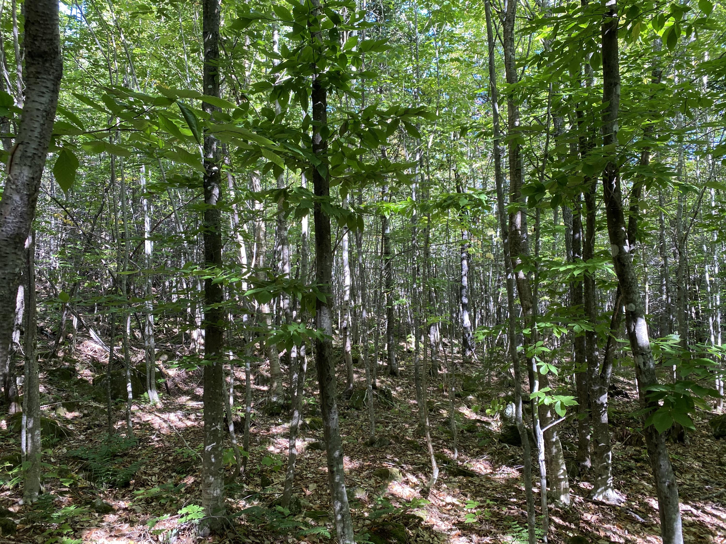Lot 97-99 Winding Hill Road Crystal, ME 04747 - Photo 6 of 10 IMG_1634