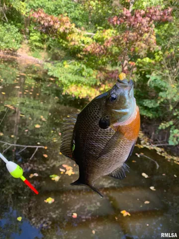 $978,000 | 19168 County Line Road, Jonesboro, IL 62952