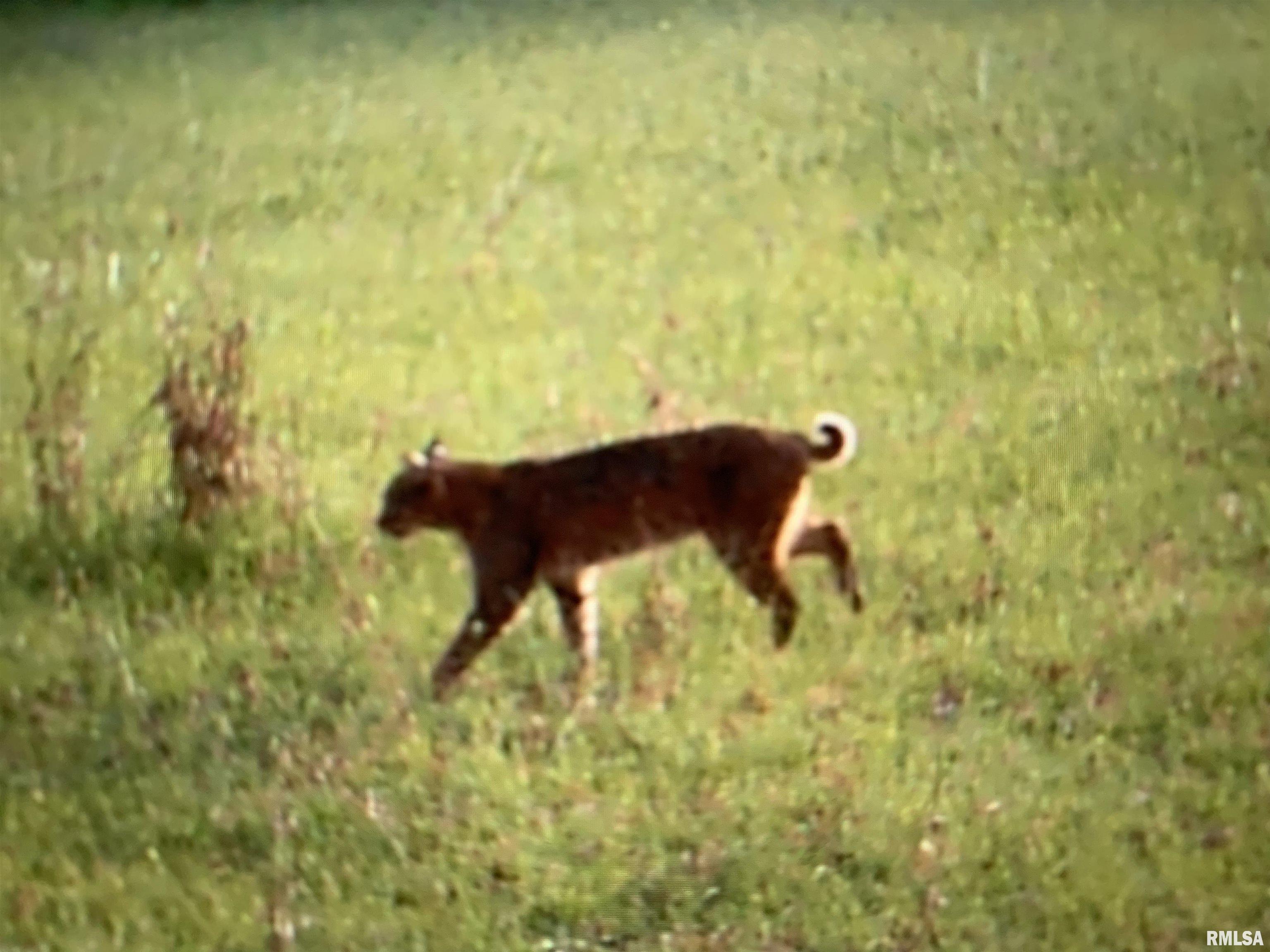 19168 County Line Road Jonesboro, IL 62952 - Photo 25 of 53
