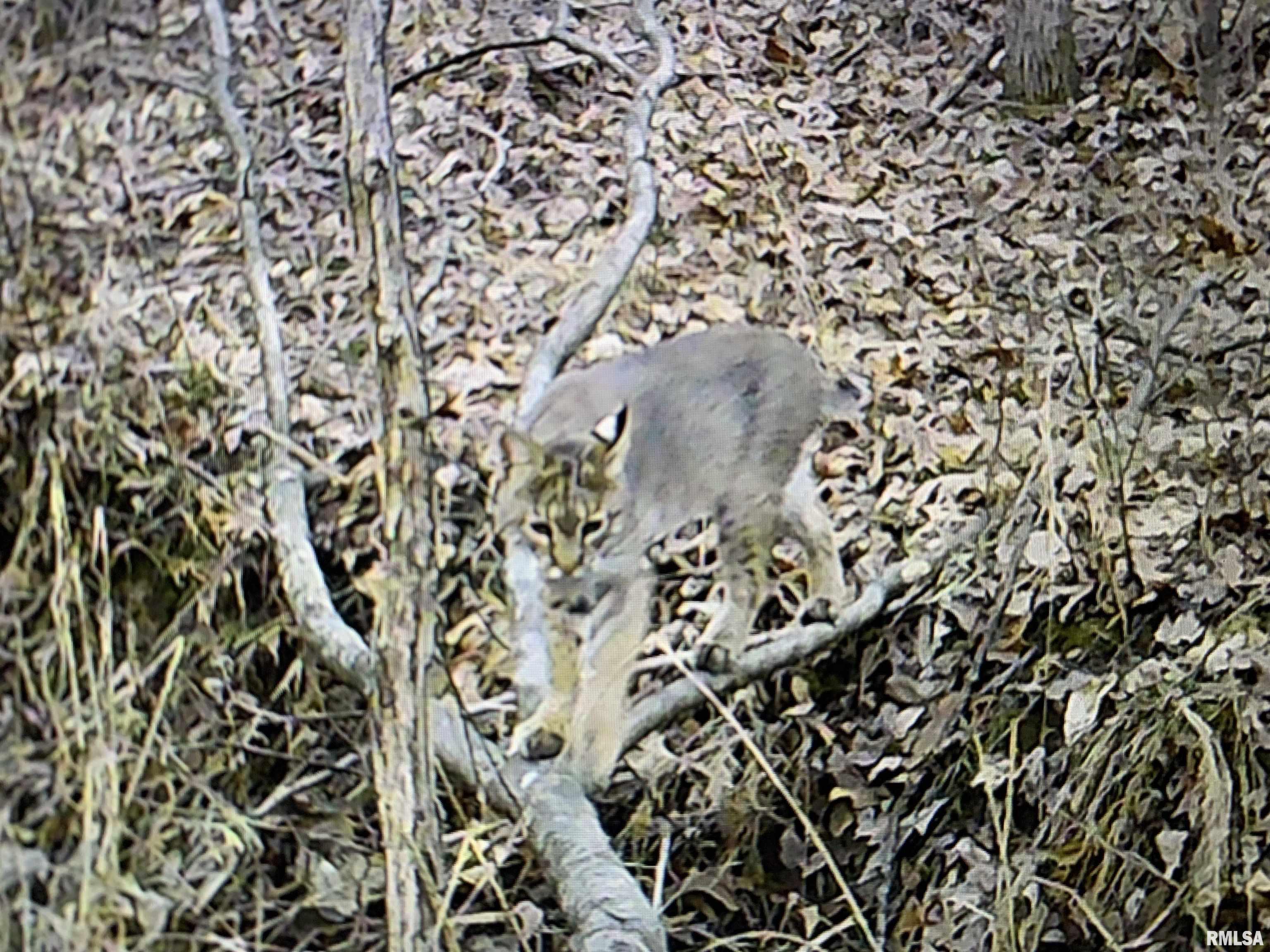 19168 County Line Road Jonesboro, IL 62952 - Photo 29 of 53