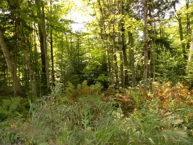 0 Co Road Newberry, MI 49868 - Photo 4 of 5 Gallery Image 4