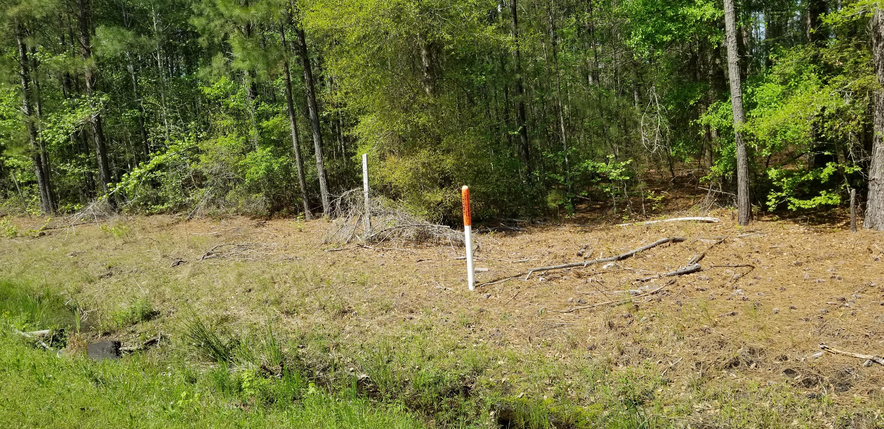 0 Belton Lane Ruffin, SC 29475 - Photo 3 of 6 20250409_151515