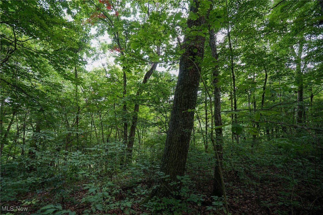 34799 Paw Road Lower Salem, OH 45745 - Photo 37 of 50 View of wooded area