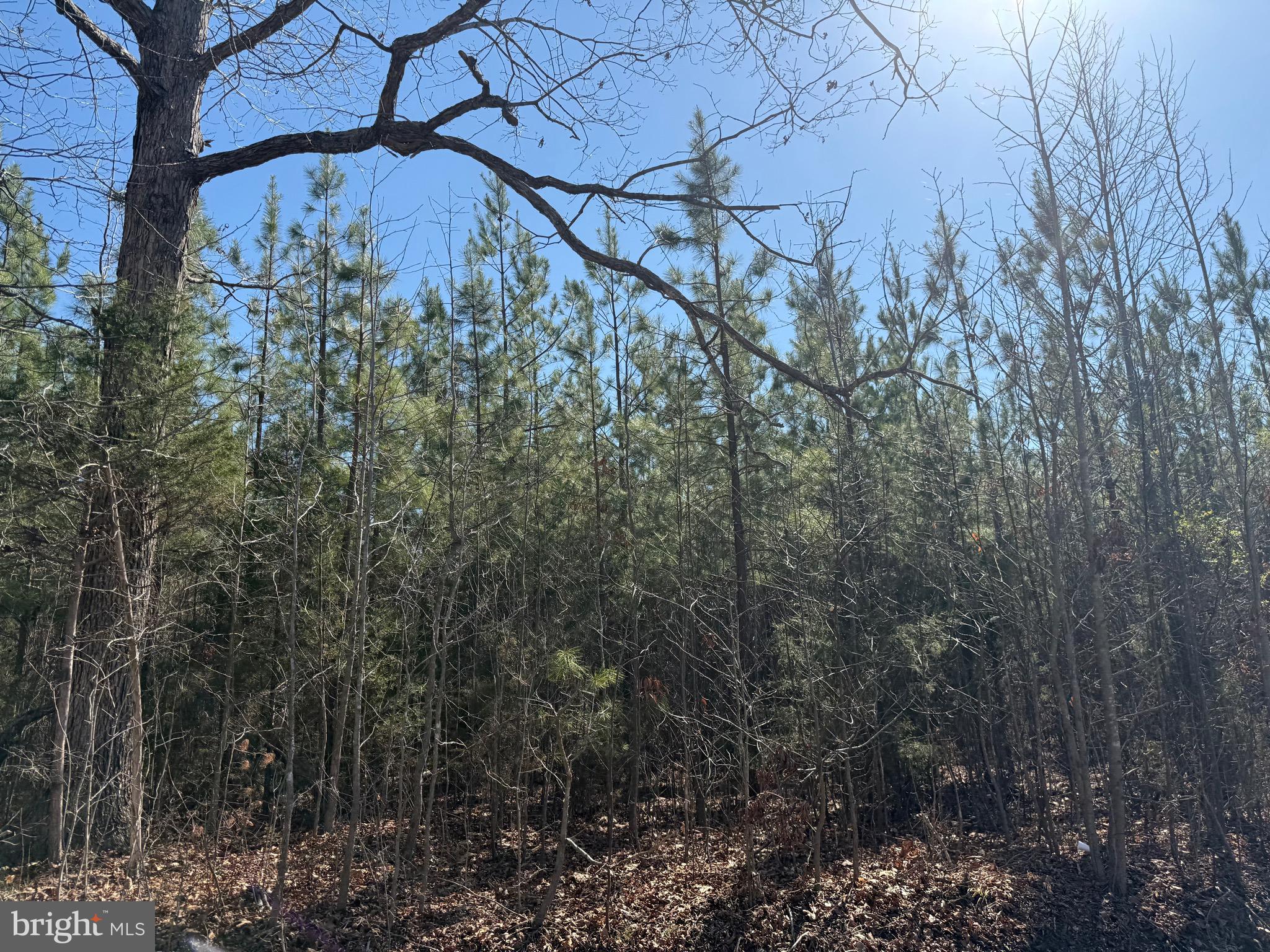 2 B Sanders Creek Road Dillwyn, VA 23936 - Photo 4 of 10 a view of a forest