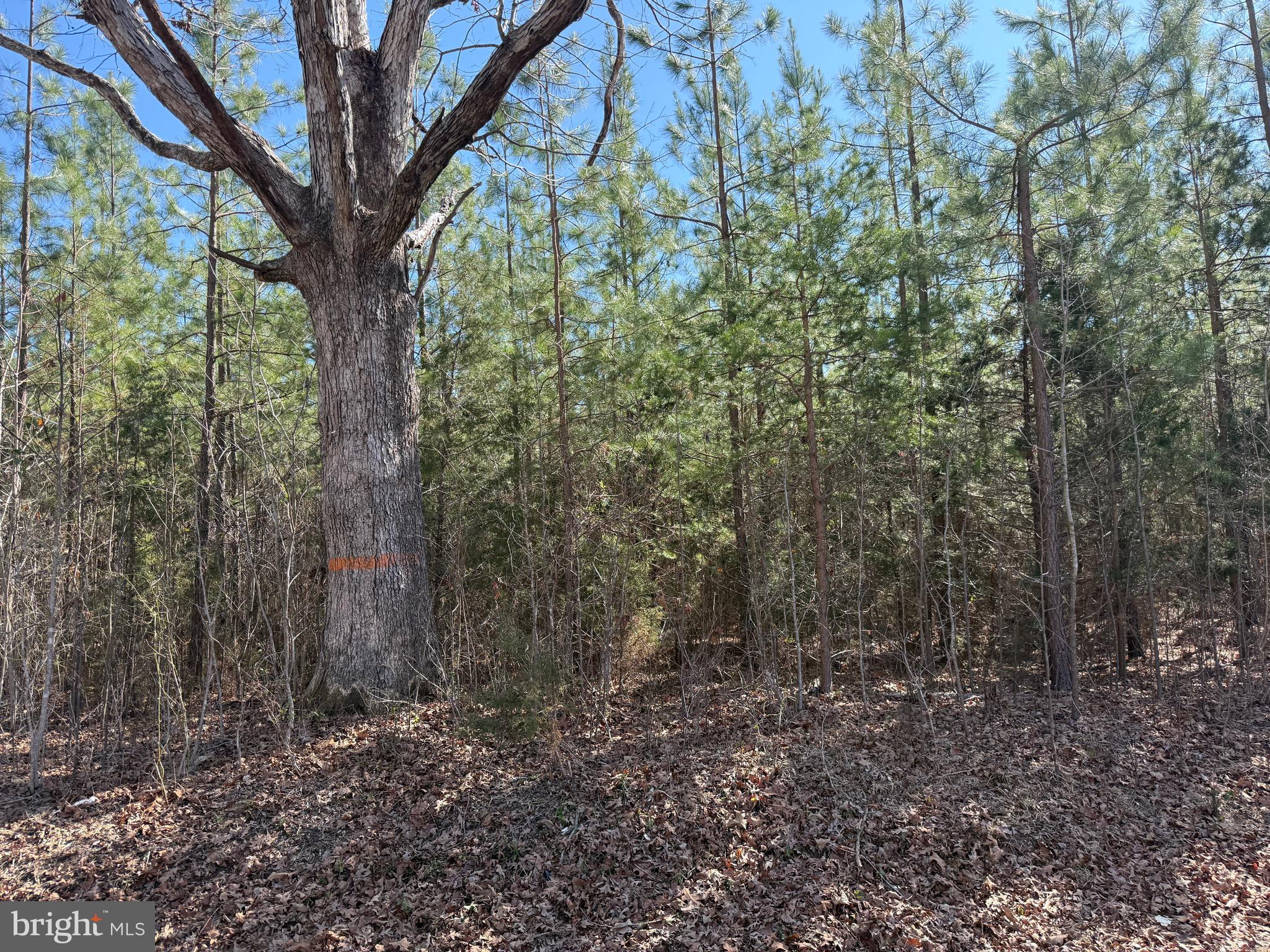 2 B Sanders Creek Road Dillwyn, VA 23936 - Photo 7 of 10 a view of a forest with trees in the background
