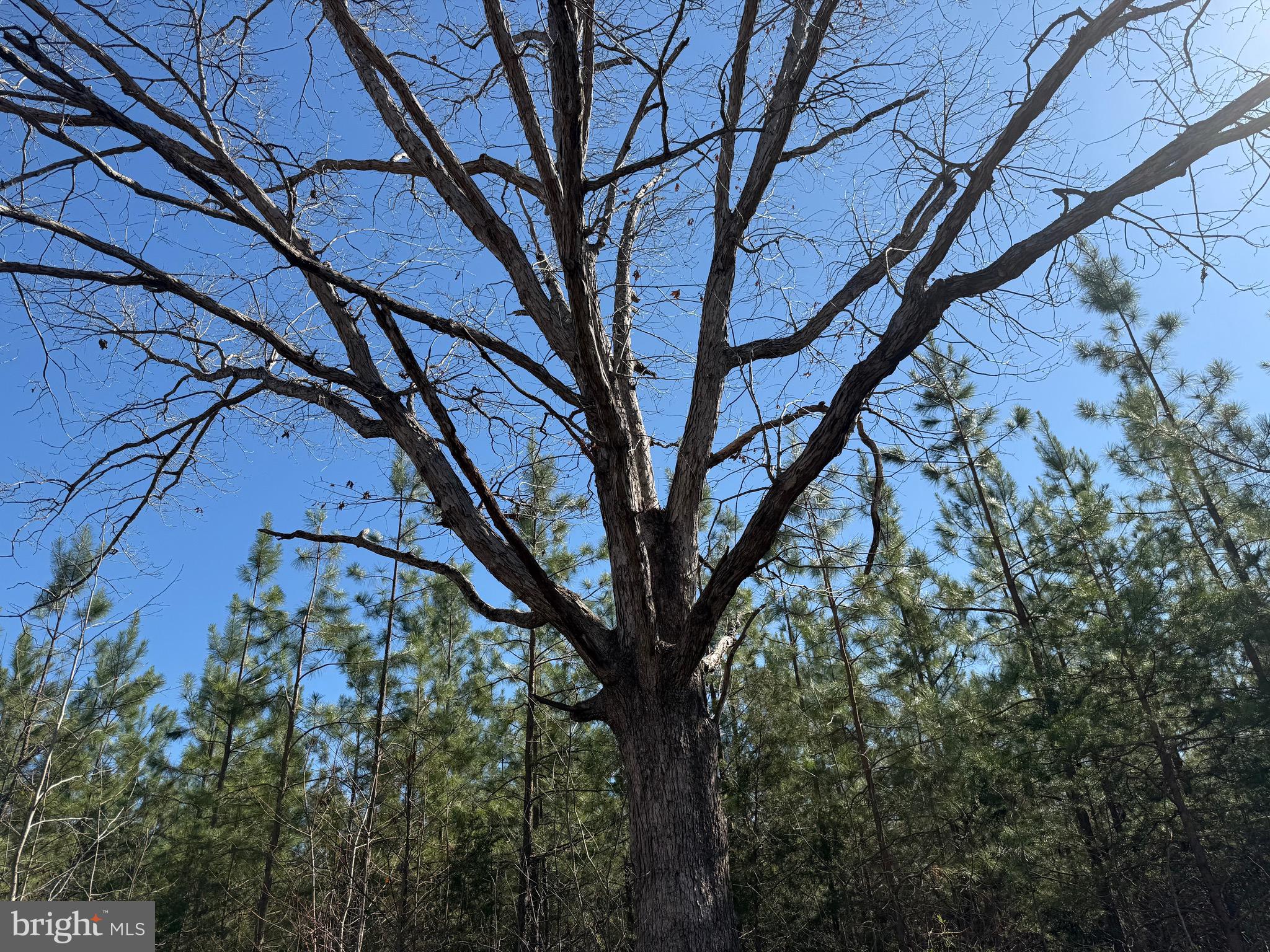 2 B Sanders Creek Road Dillwyn, VA 23936 - Photo 8 of 10