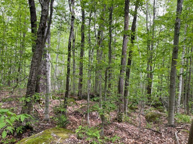 Dole School House Road Washington, NH 03280 - Photo 11 of 13