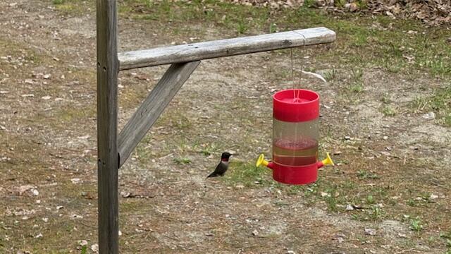 23 Woodland Road Winthrop, ME 04364 - Photo 4 of 54 23WoodlandHummingBird