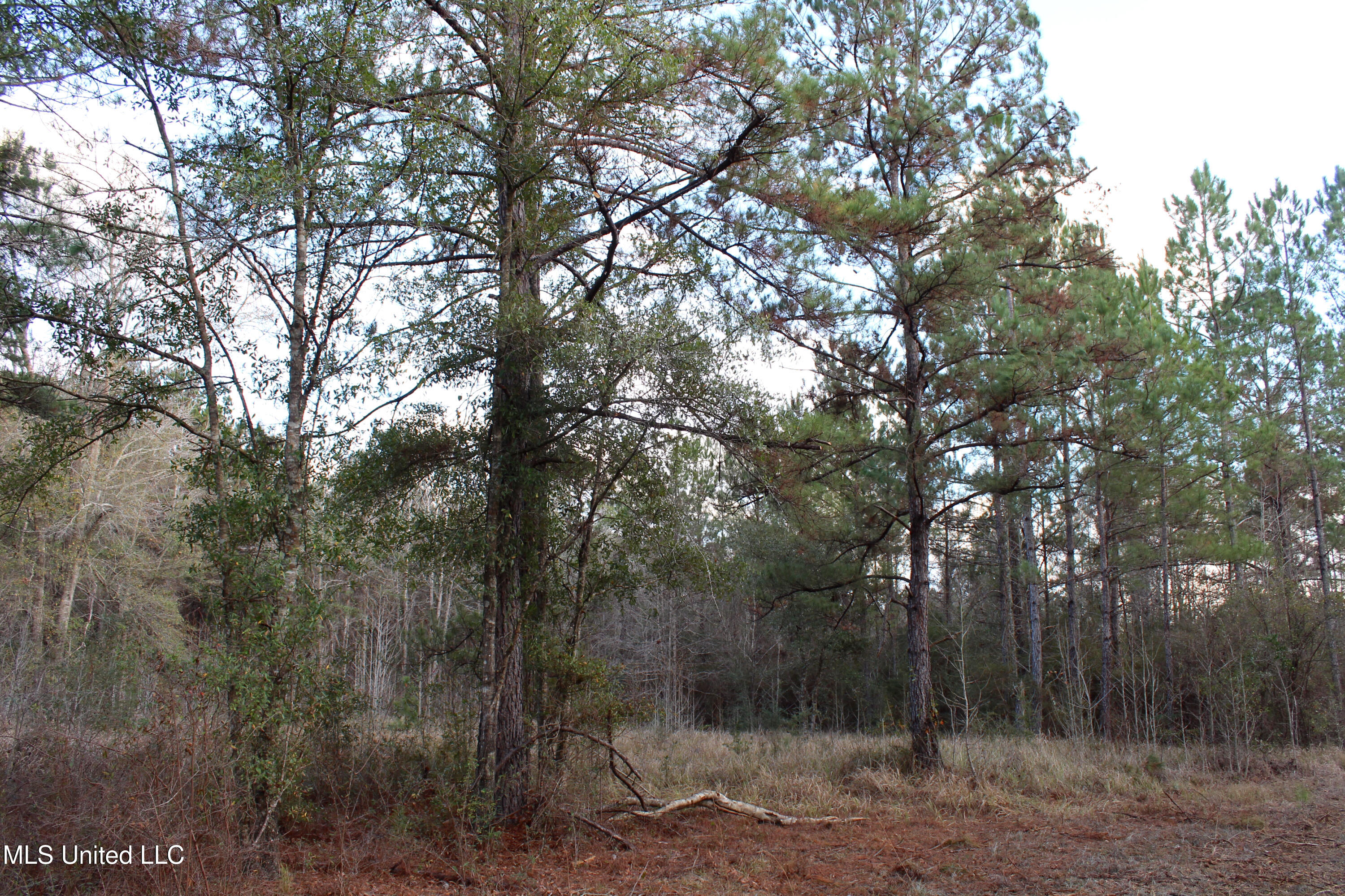 Salem Campground Road Lucedale, MS 39452 - Photo 11 of 11 F5F33DBE-8D07-4847-B2F1-671D0B096F6A