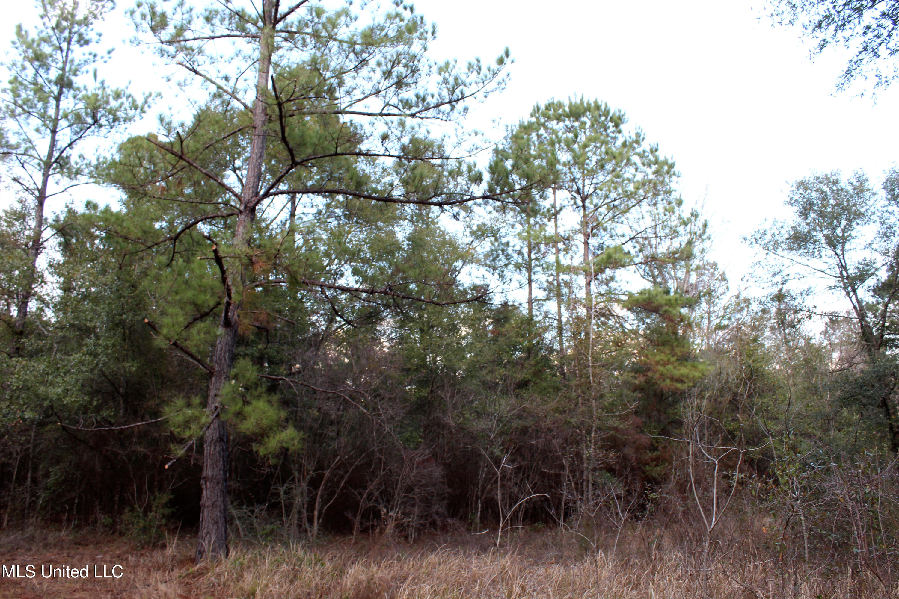 Salem Campground Road Lucedale, MS 39452 - Photo 4 of 11 54DF07E7-EBF2-4627-9BF8-8AA31C7A0272